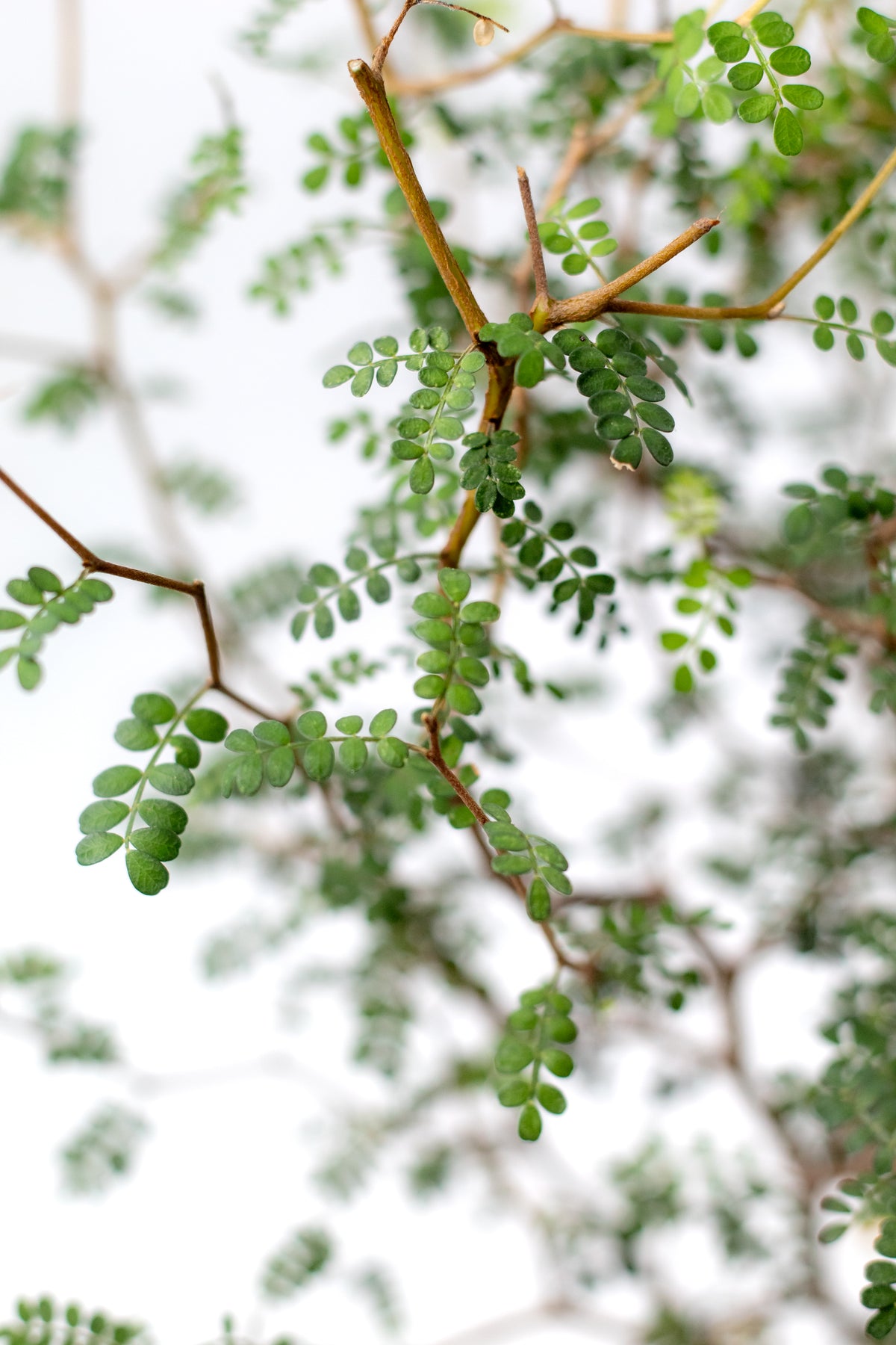Sophora prostrata 'Little Baby'