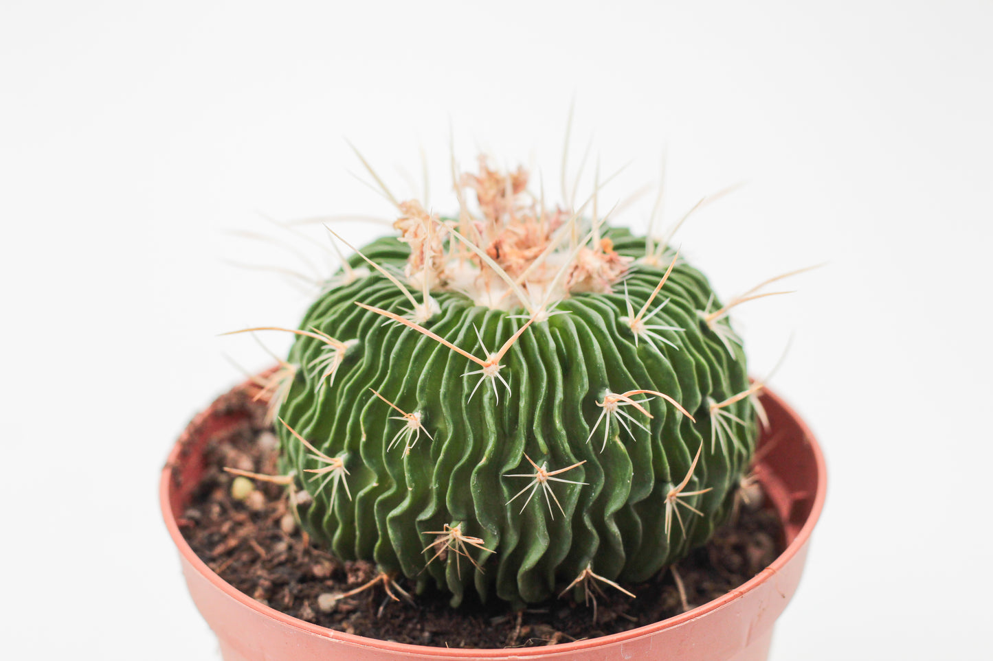 Stenocactus multicostatus brevispinus