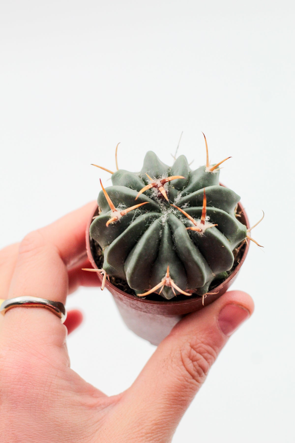 Stenocactus coptonogonus