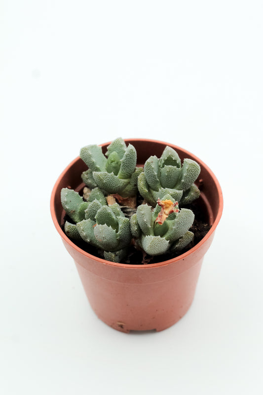 Groene kleinblijvende mesemb vetplant uit Zuid Afrika
