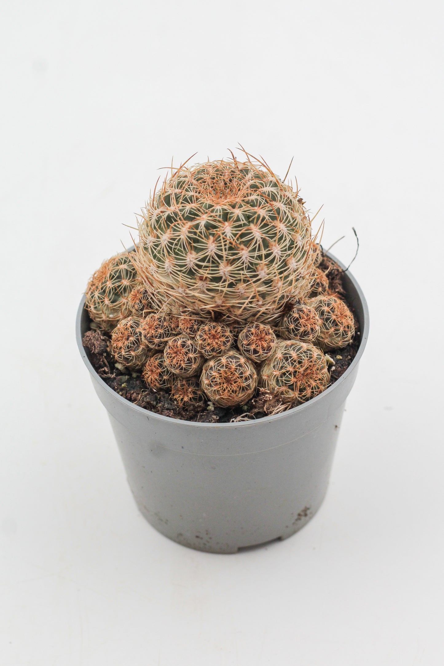 Sulcorebutia breviflora