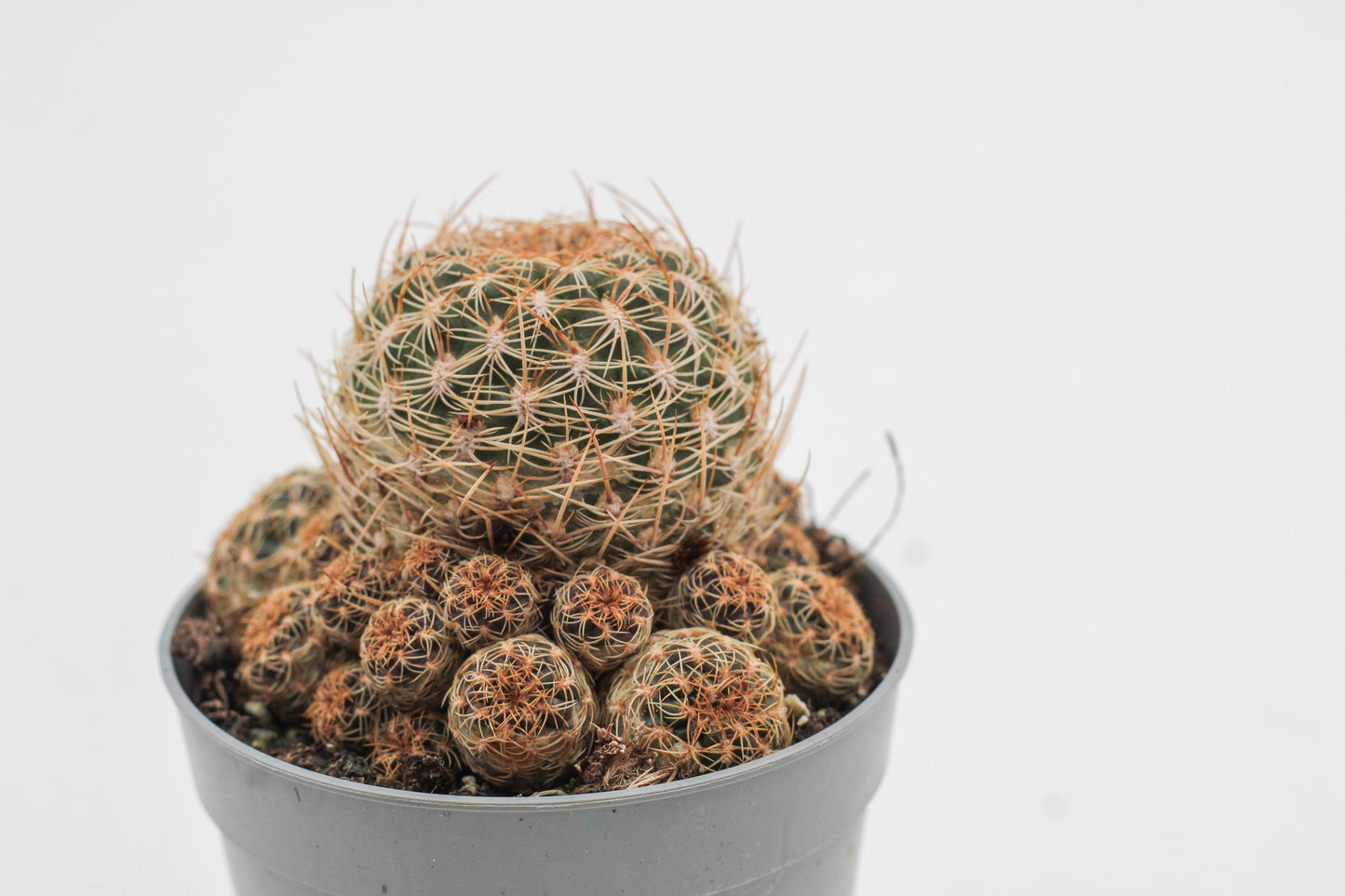 Sulcorebutia breviflora