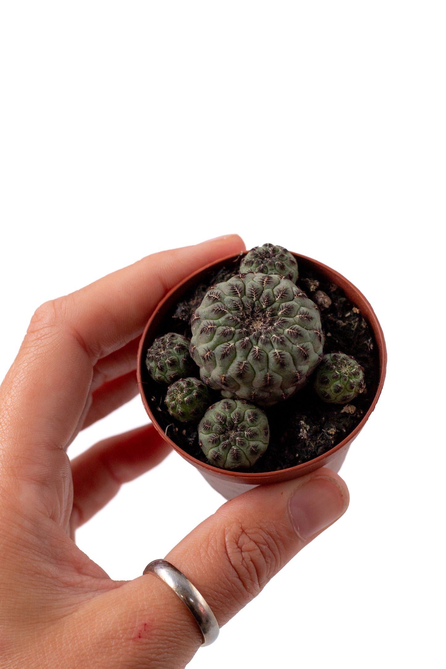 Sulcorebutia rauschii