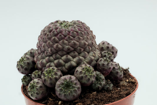 Sulcorebutia rauschii violacidermis