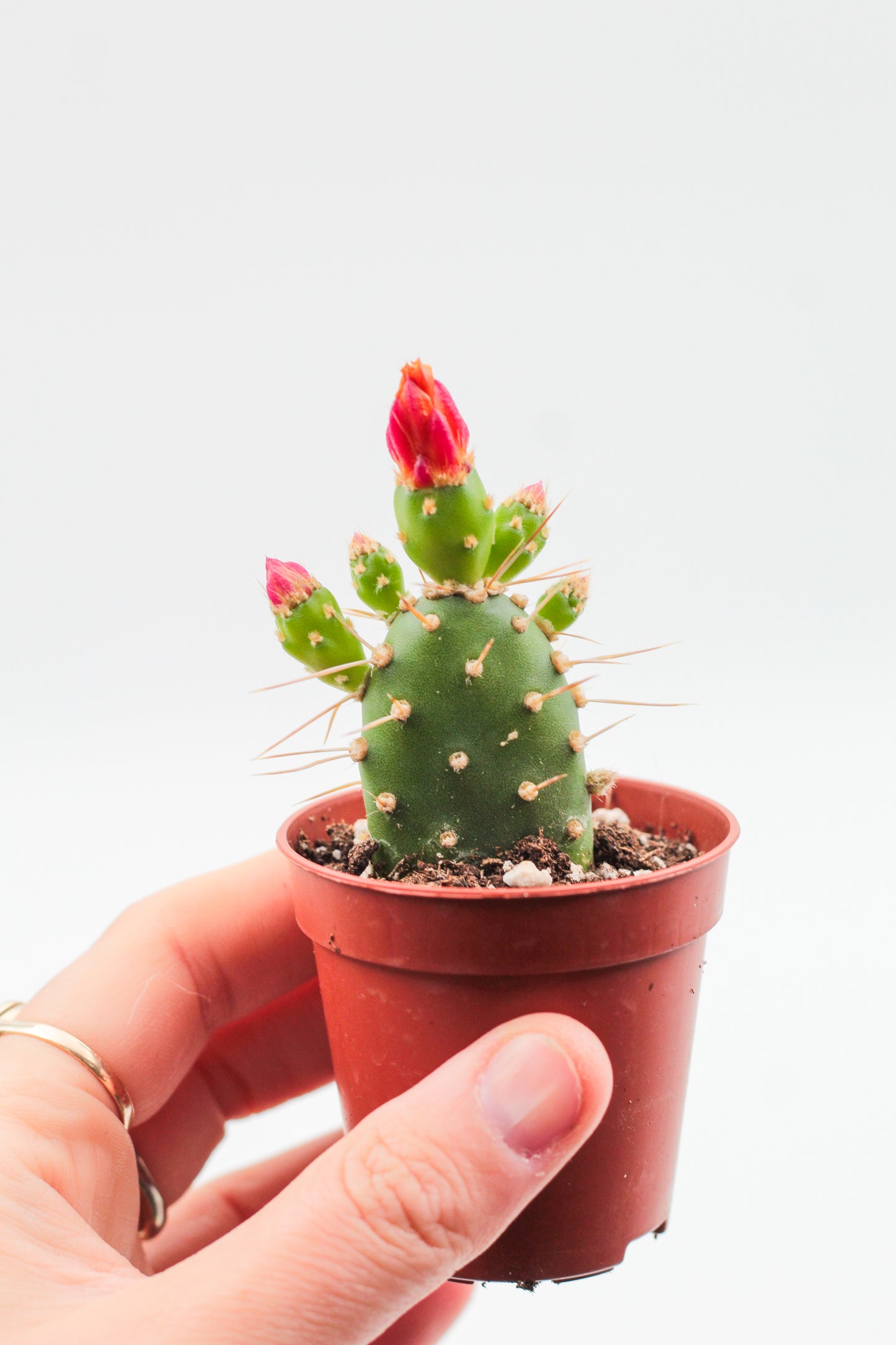 Tacinga Palmadora flowering