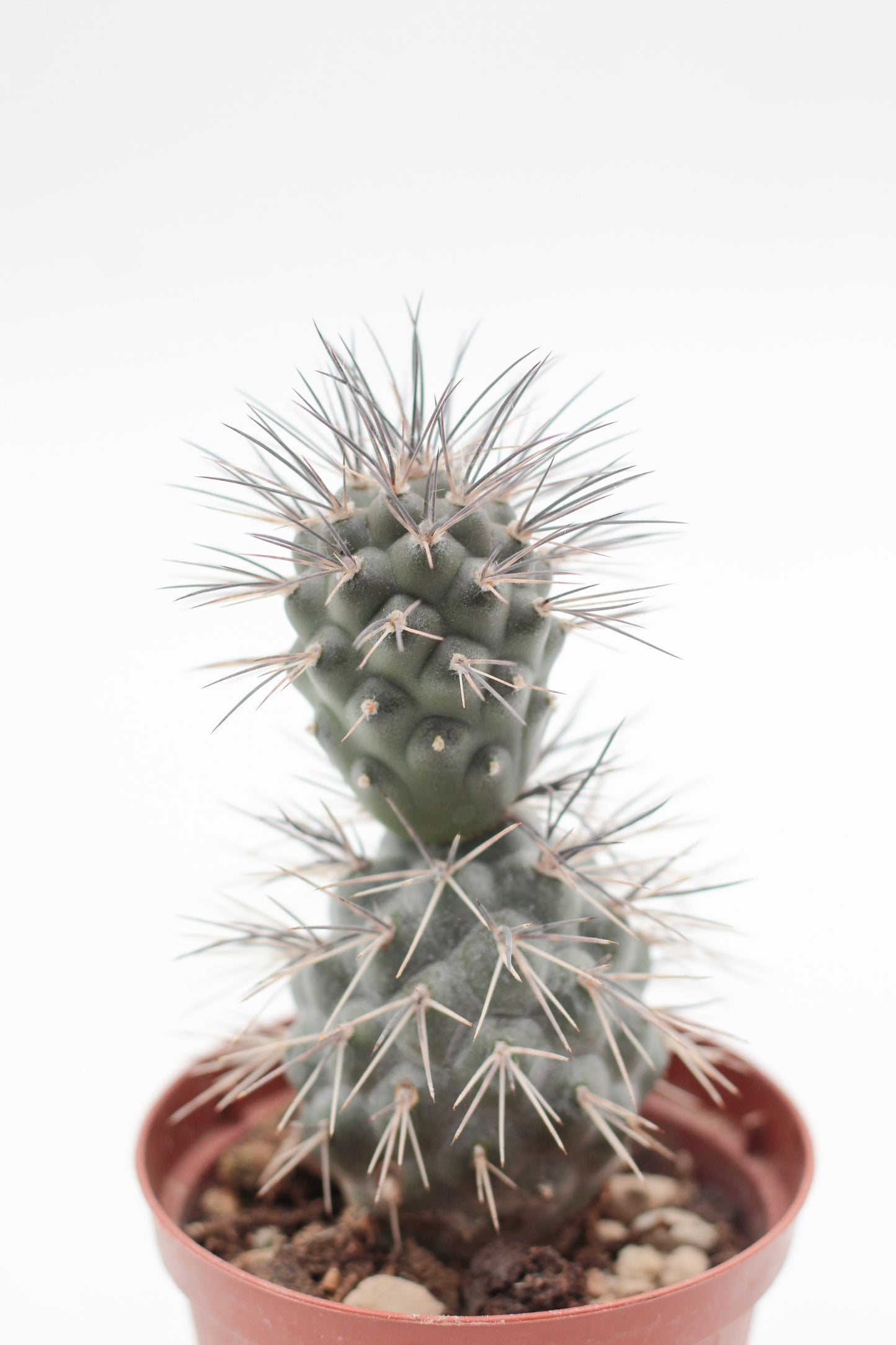 Tephrocactus Alexanderi