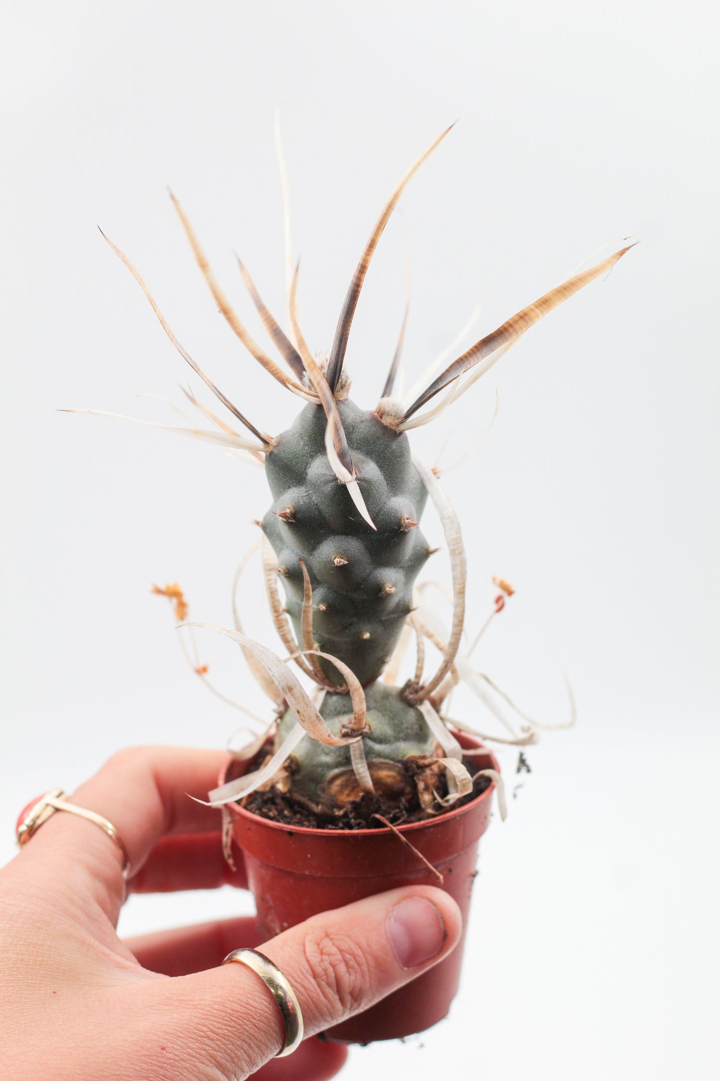 Tephrocactus articulatus var. papyracanthus