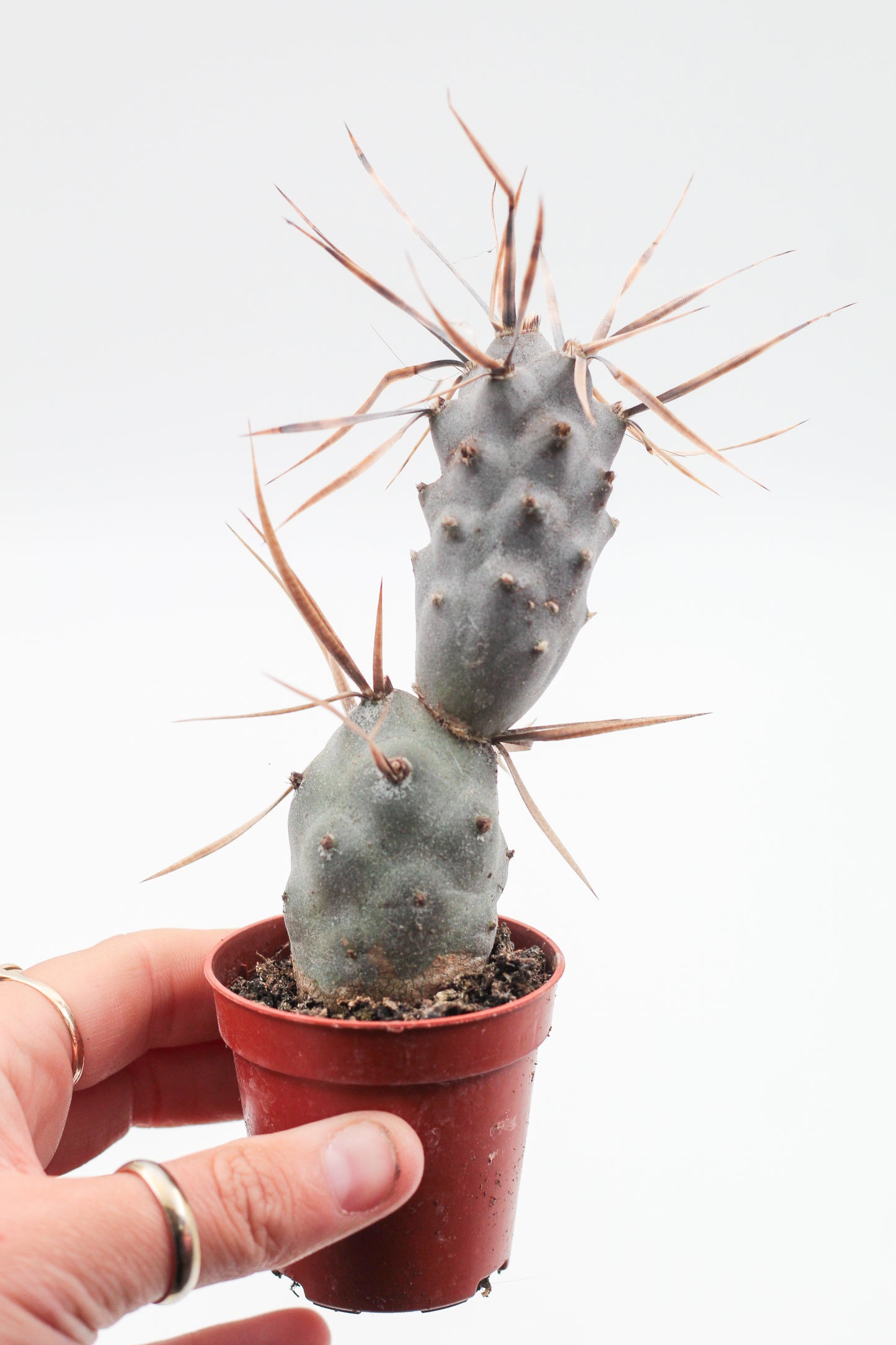 Tephrocactus Articulatus var. Papyracanthus (dark spines)