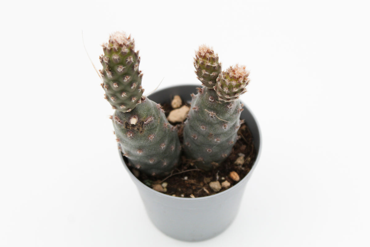 Tephrocactus Articulatus var. Strobiliformis
