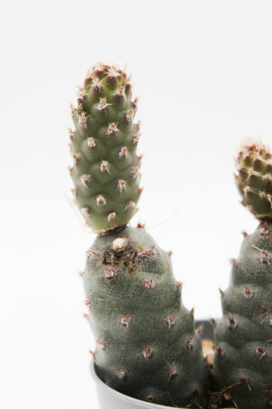 Tephrocactus Articulatus var. Strobiliformis