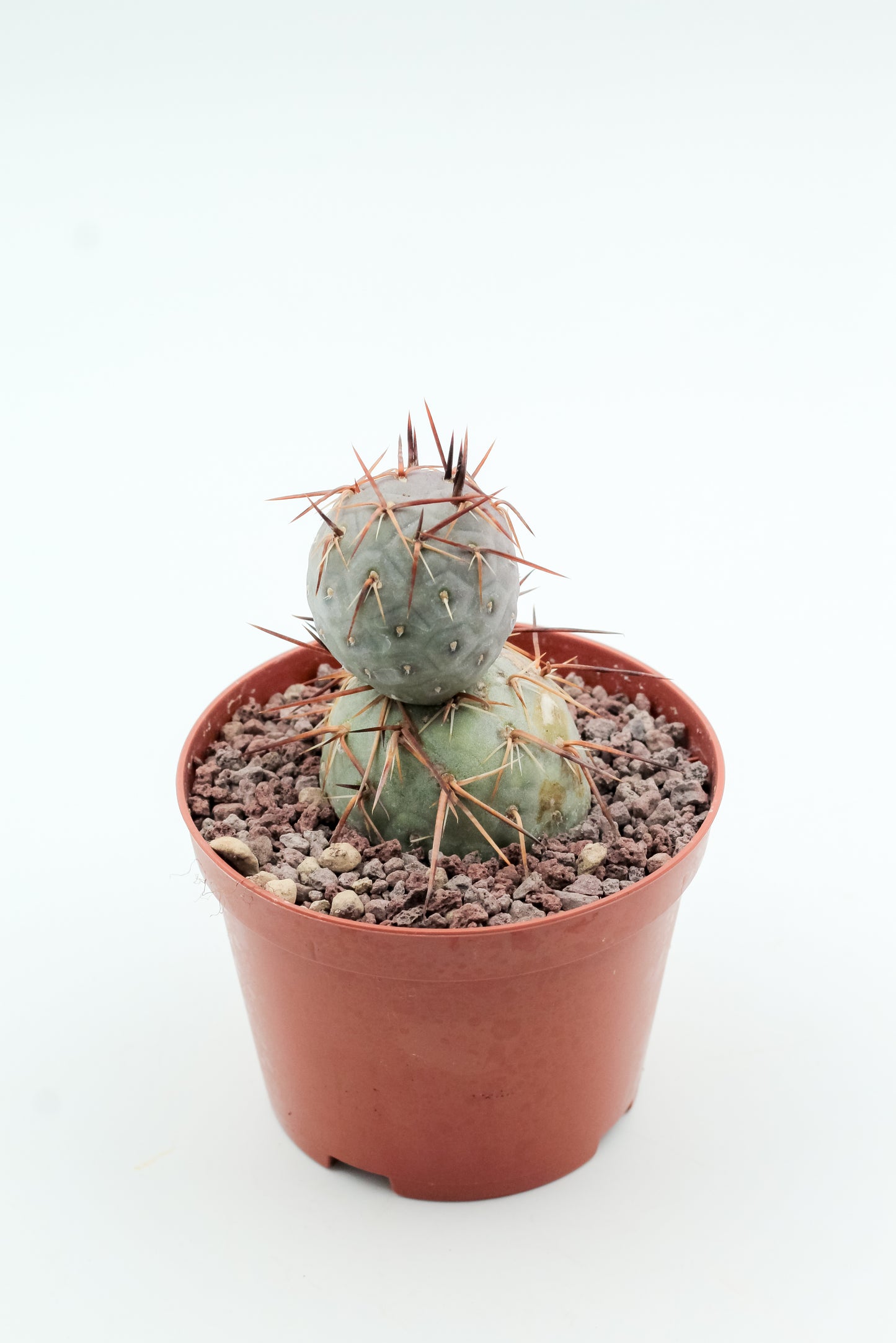 Tephrocactus Geometricus