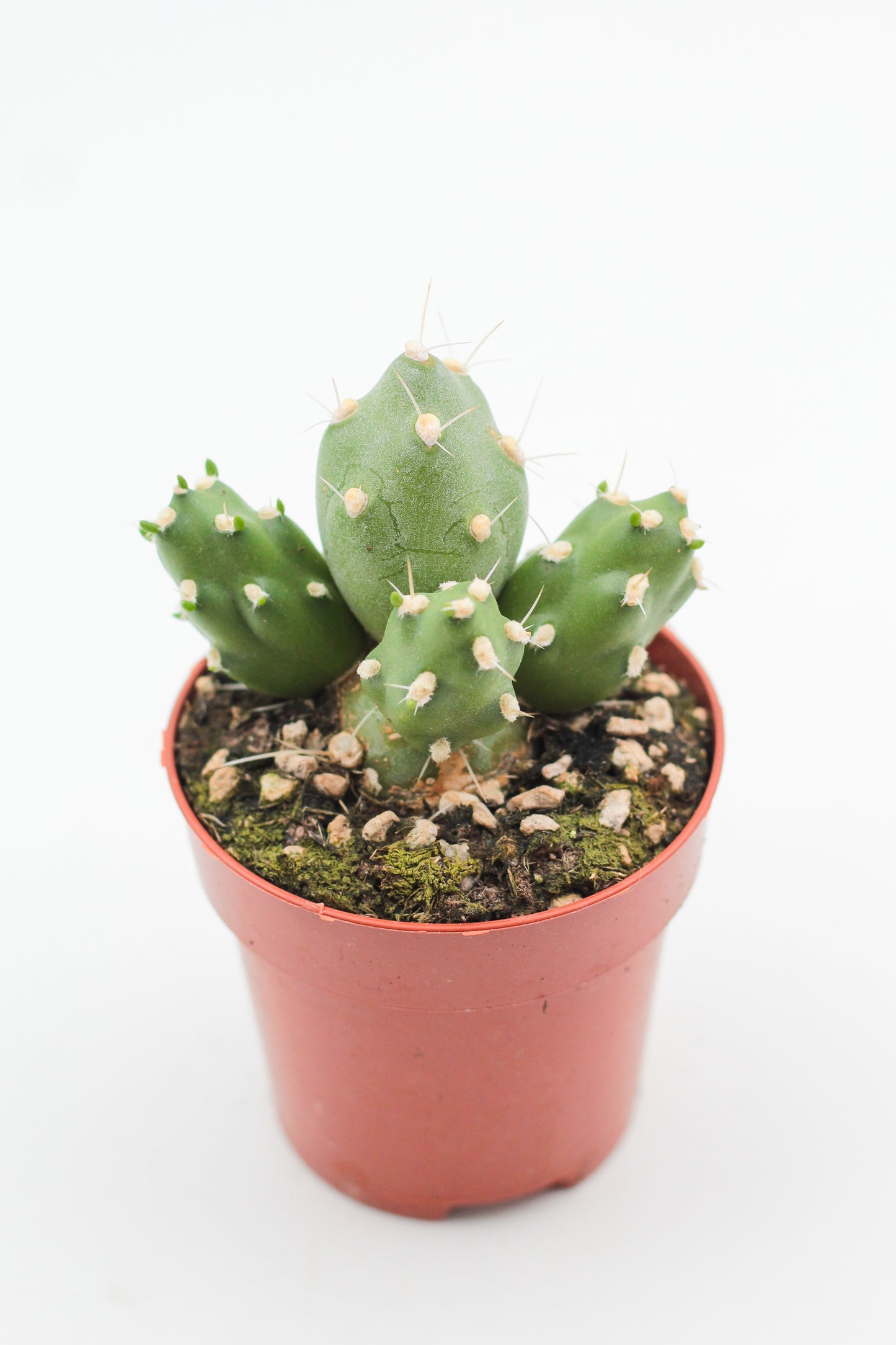 Tephrocactus Rossianus