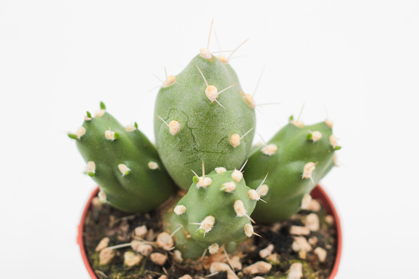 Tephrocactus Rossianus