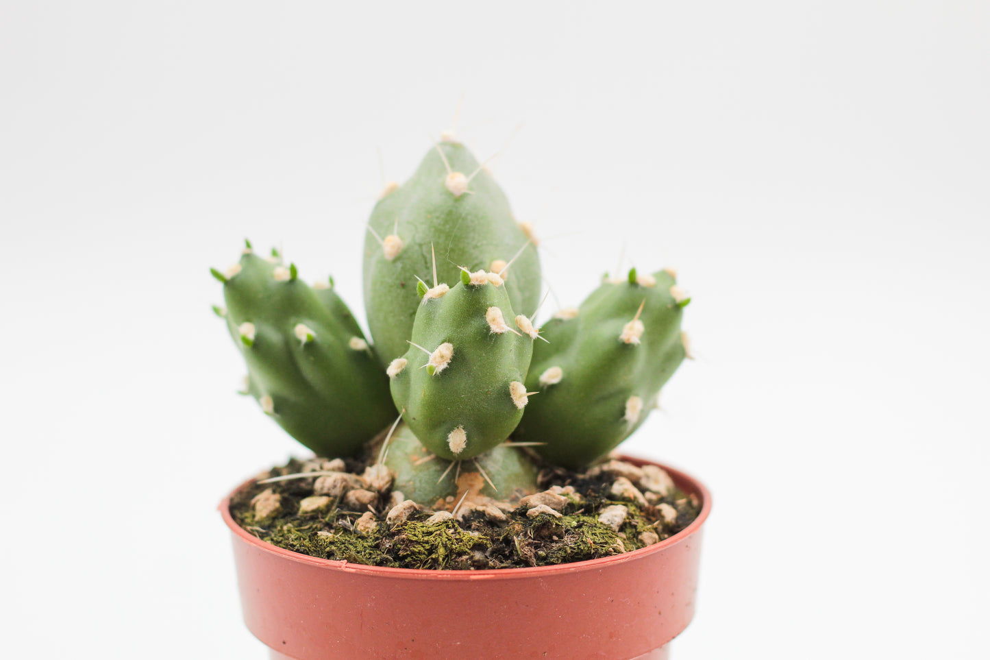 Tephrocactus Rossianus