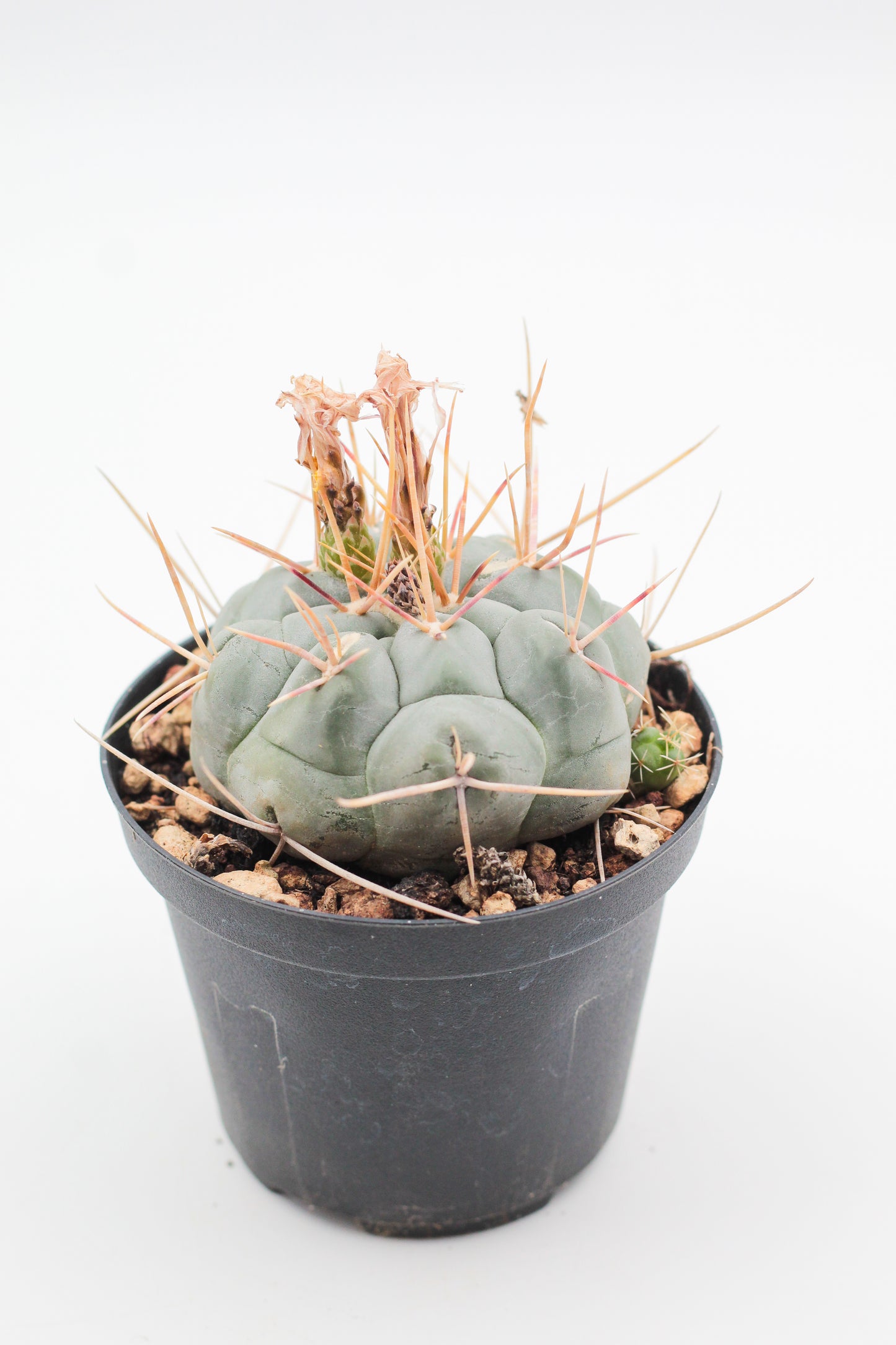 Thelocactus hexaedrophorus
