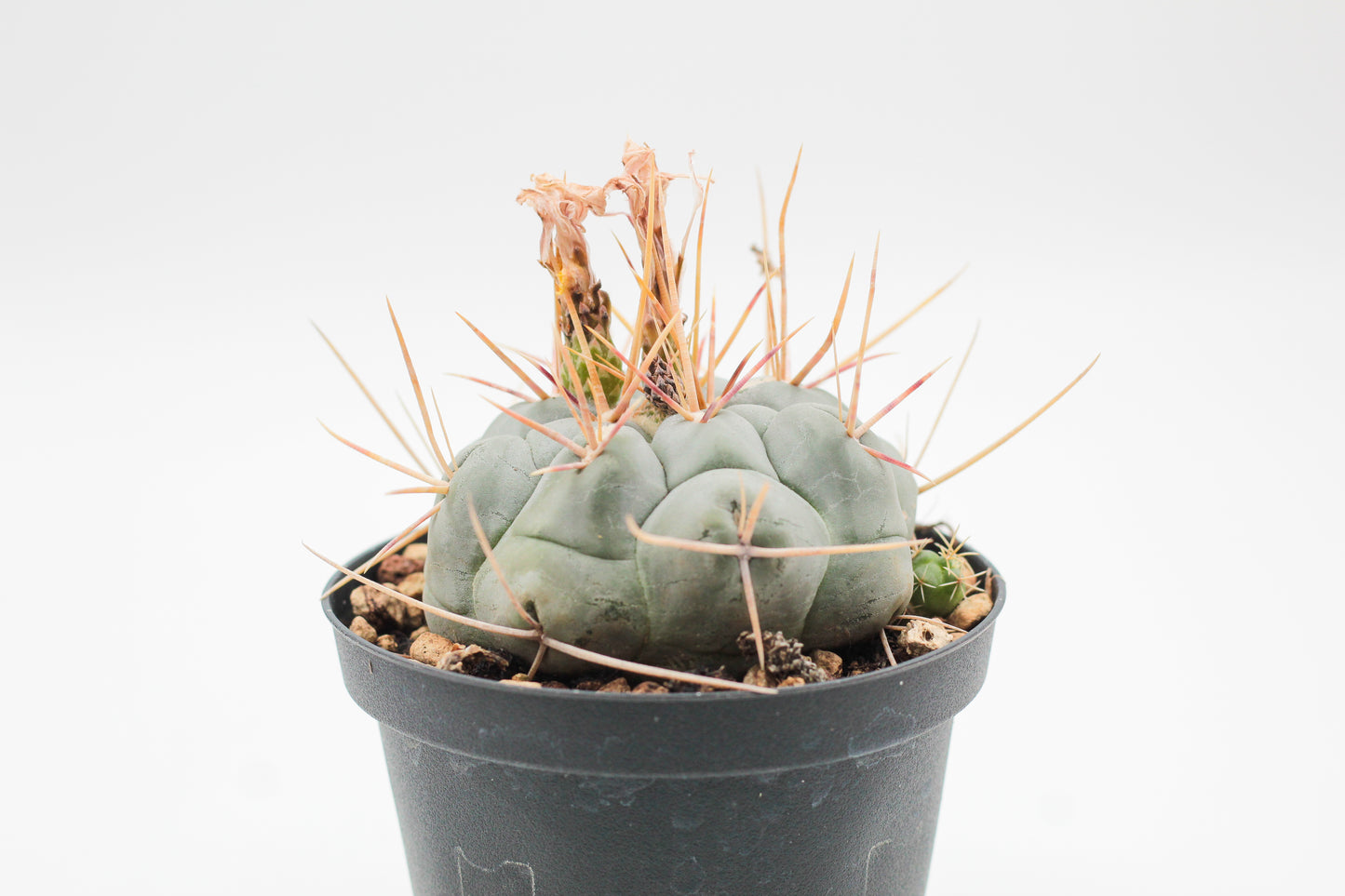 Thelocactus hexaedrophorus