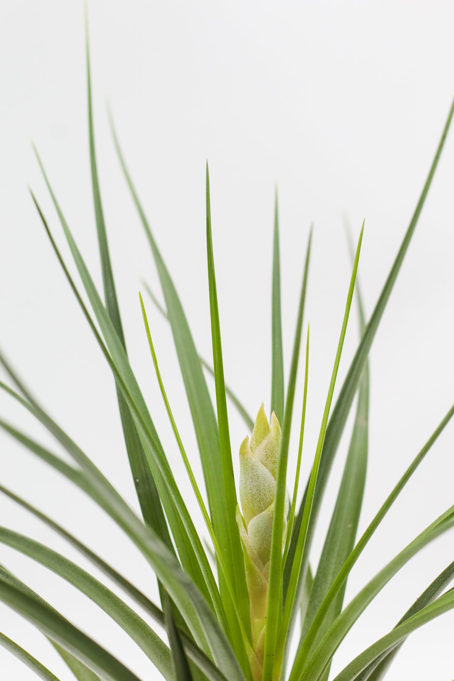 Tillandsia lopinata