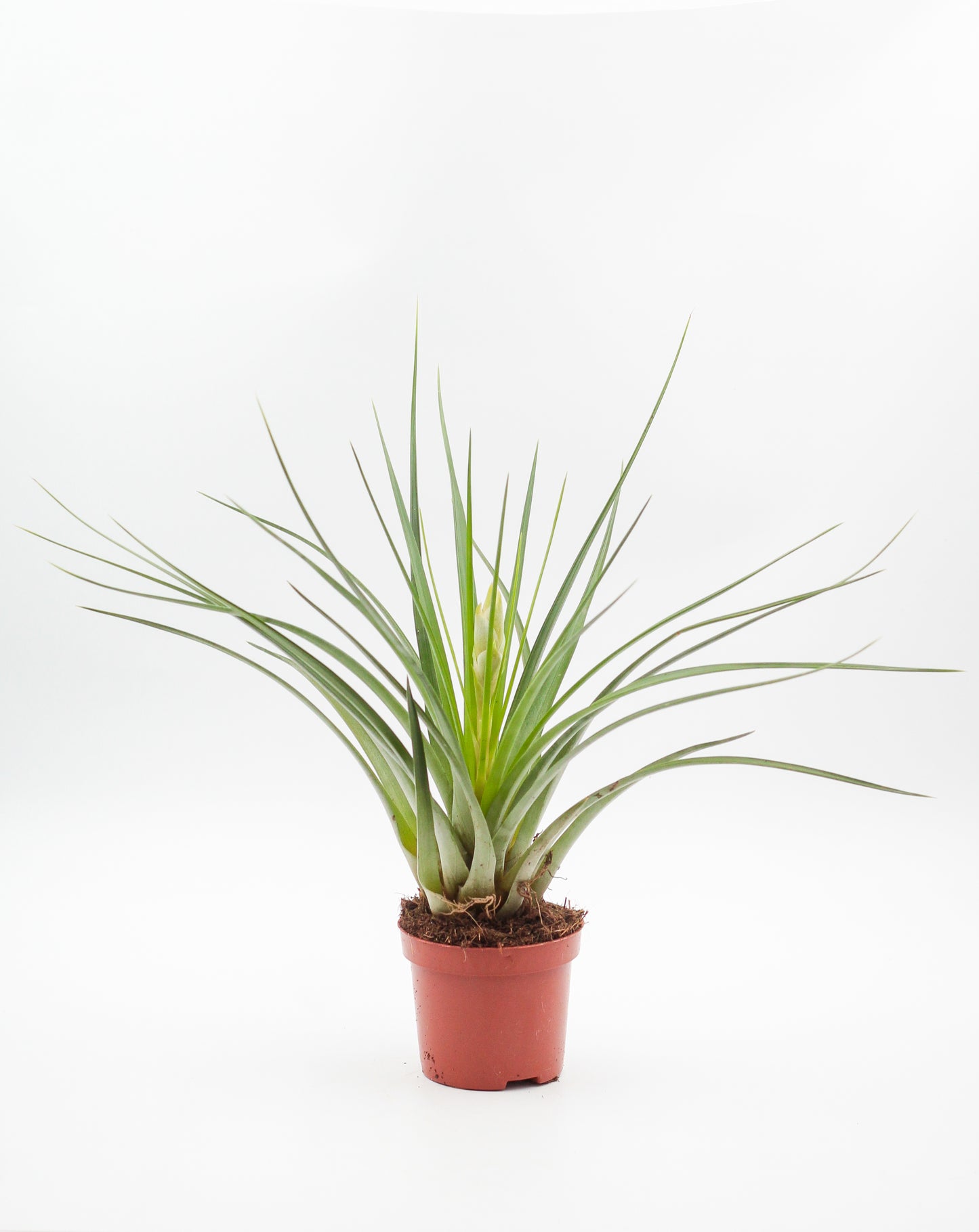Tillandsia lopinata