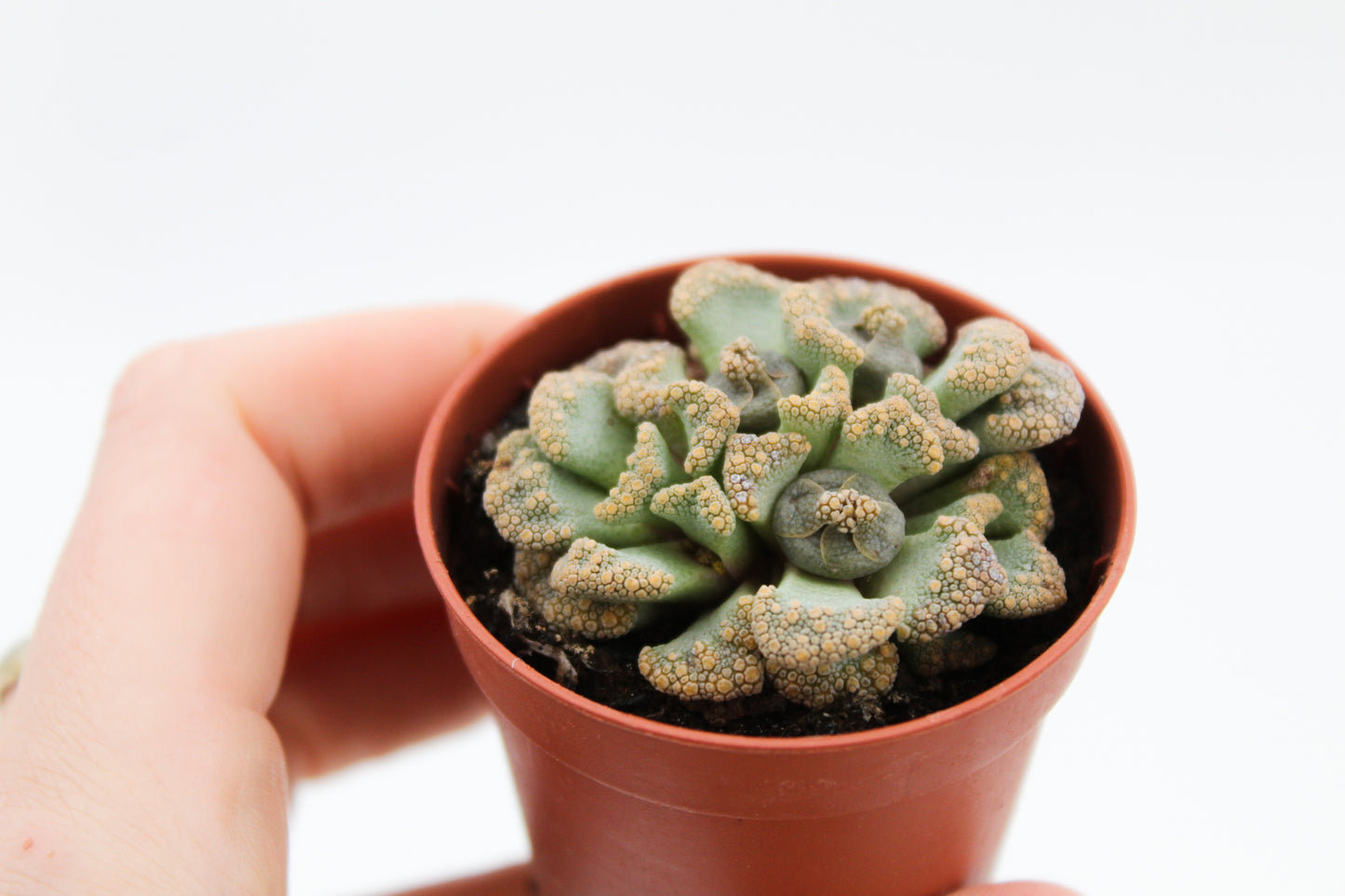 Titanopsis Calcarea Succulent