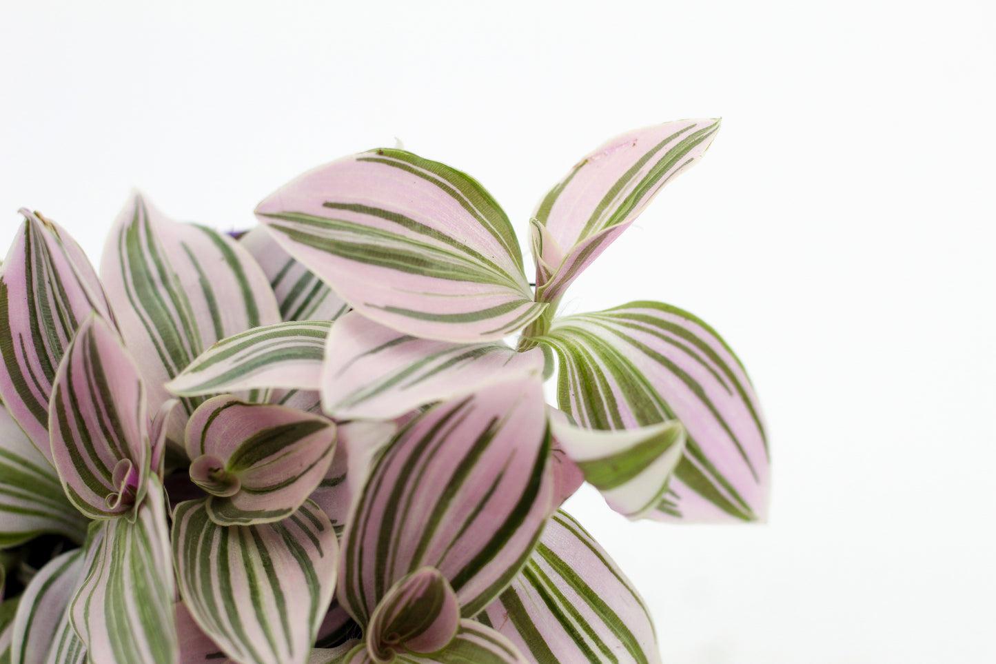 Tradescantia Unicorn