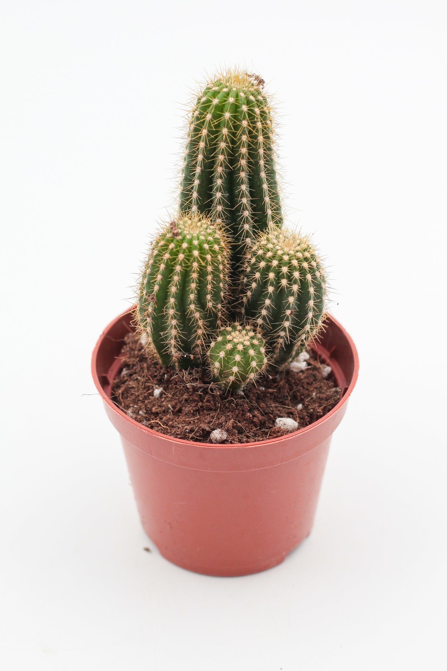Trichocereus Spachianus "golden torch"