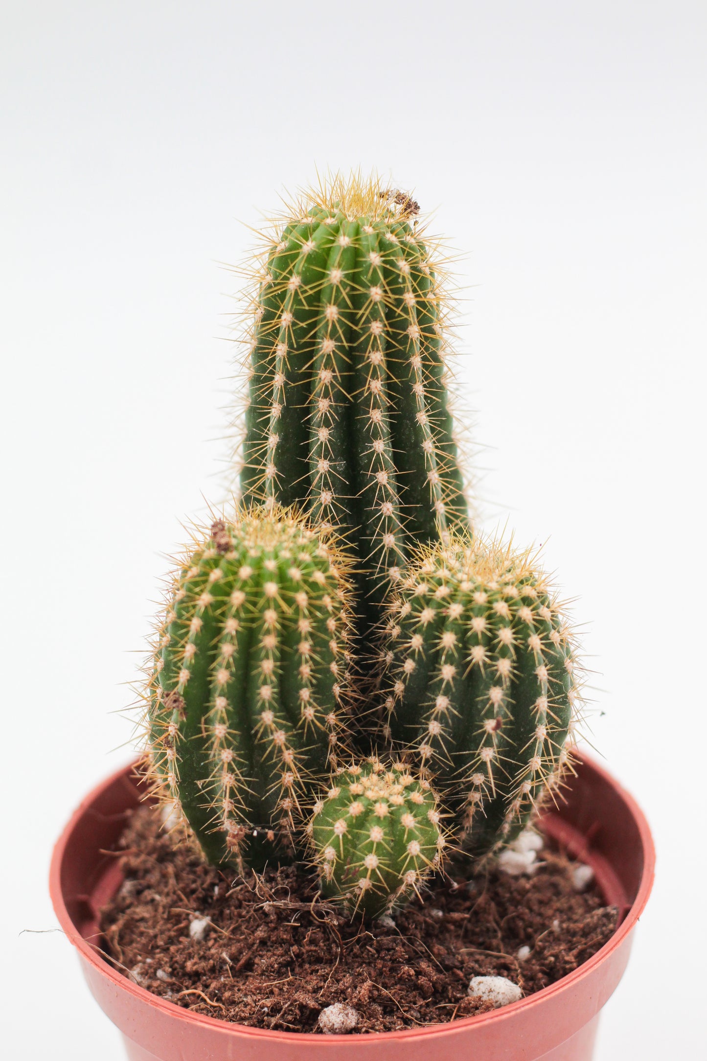 Trichocereus Spachianus "golden torch"