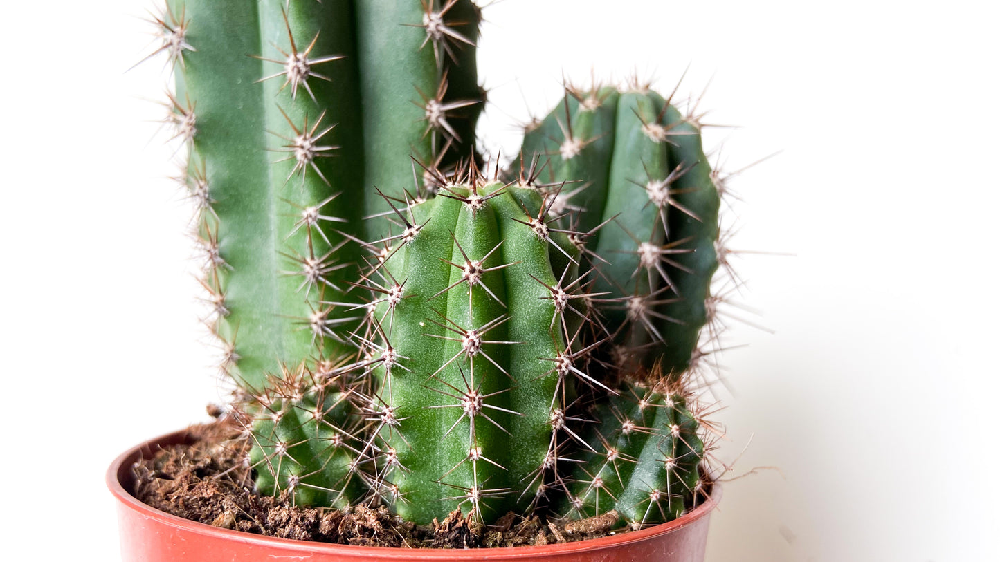 Trichocereus Peruvianus (Echinopsis Peruviana)