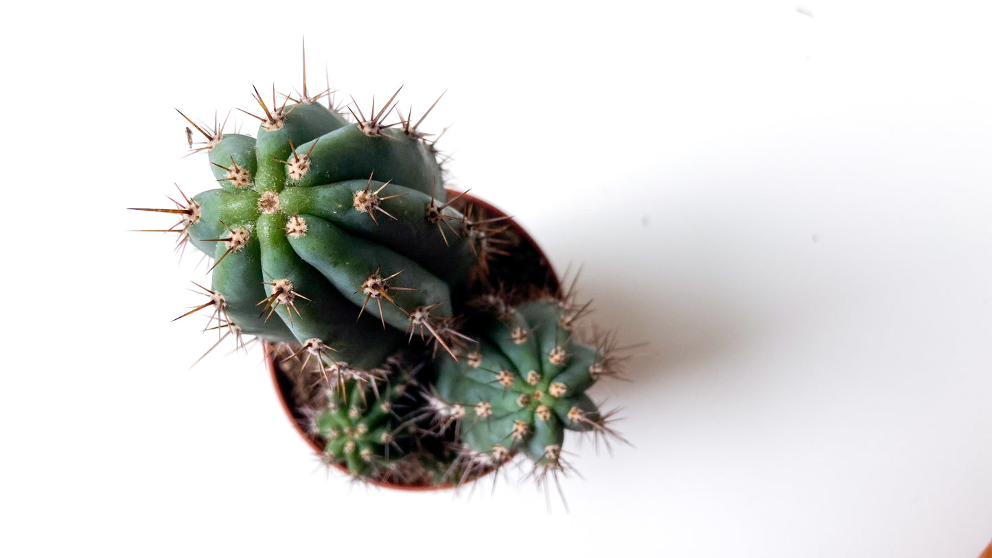 Trichocereus Peruvianus (Echinopsis Peruviana)