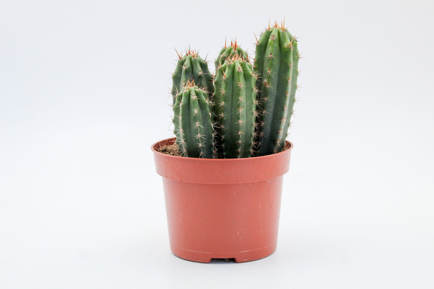 Trichocereus Peruvianus (Echinopsis Peruviana)