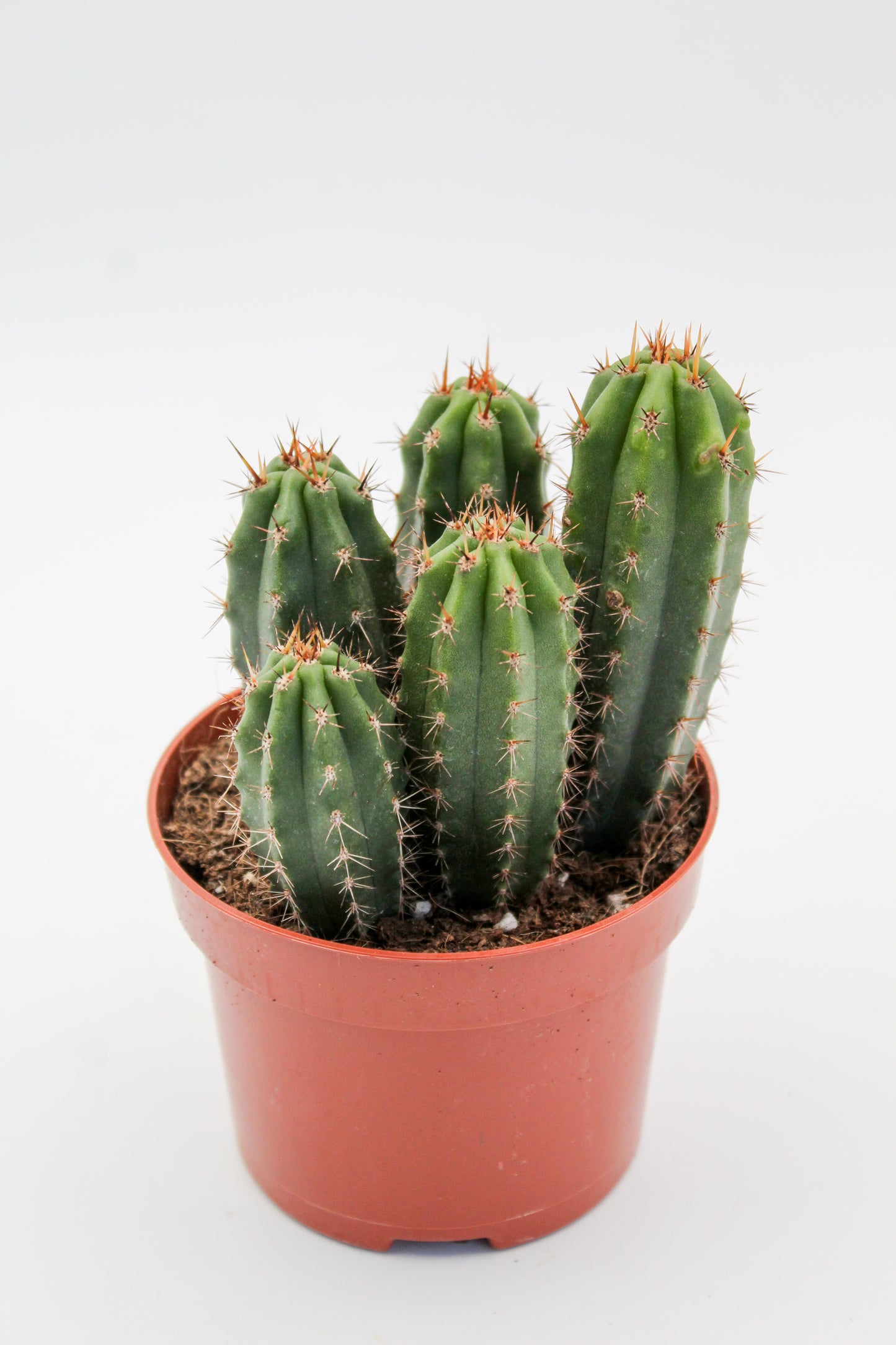 Trichocereus Peruvianus (Echinopsis Peruviana)