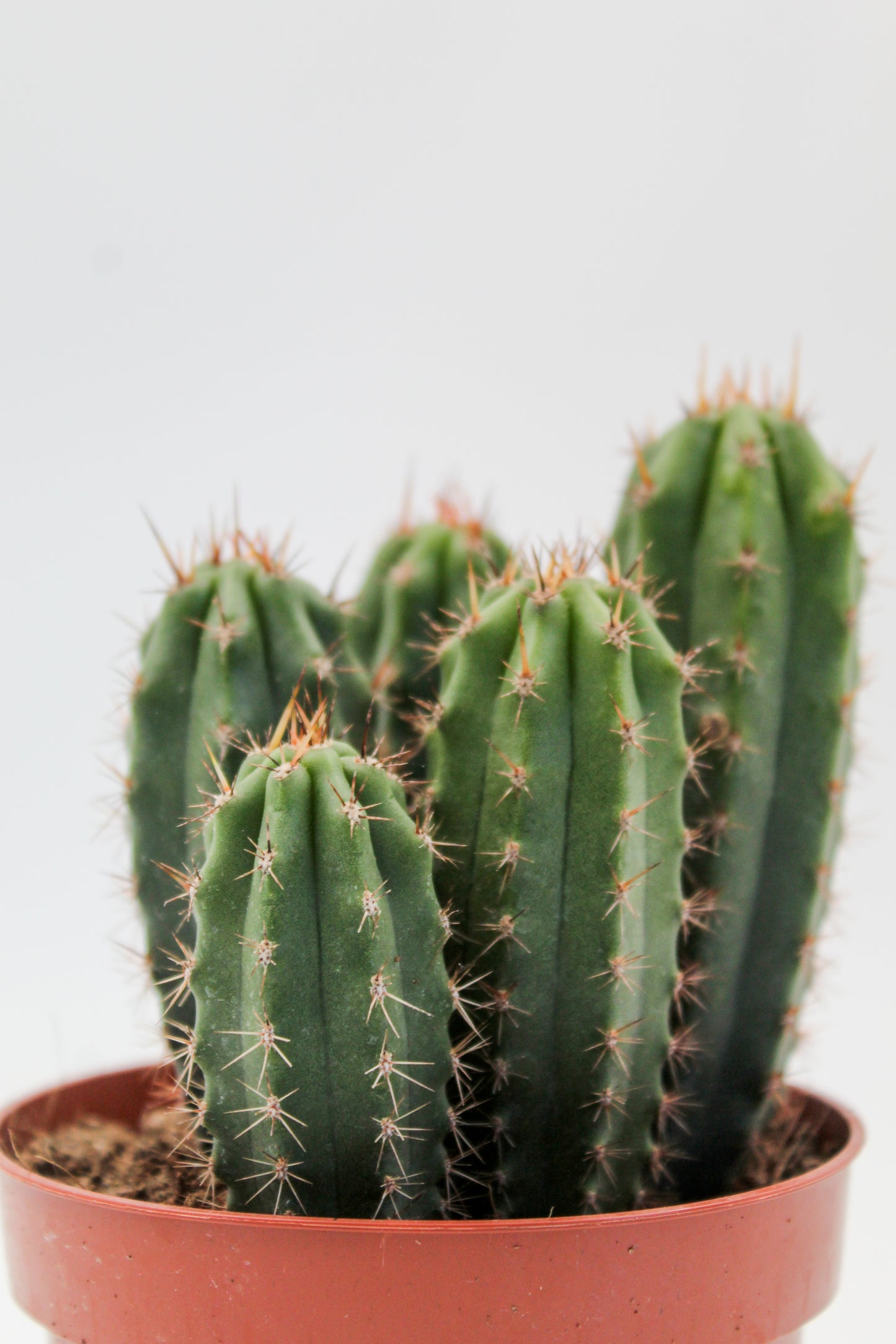 Trichocereus Peruvianus (Echinopsis Peruviana)
