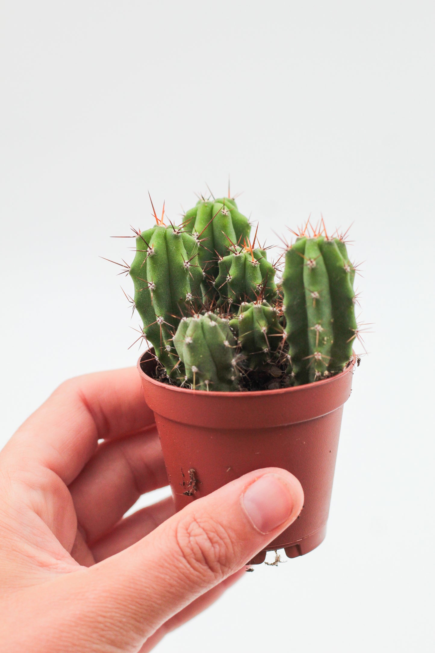 Trichocereus bridgesii