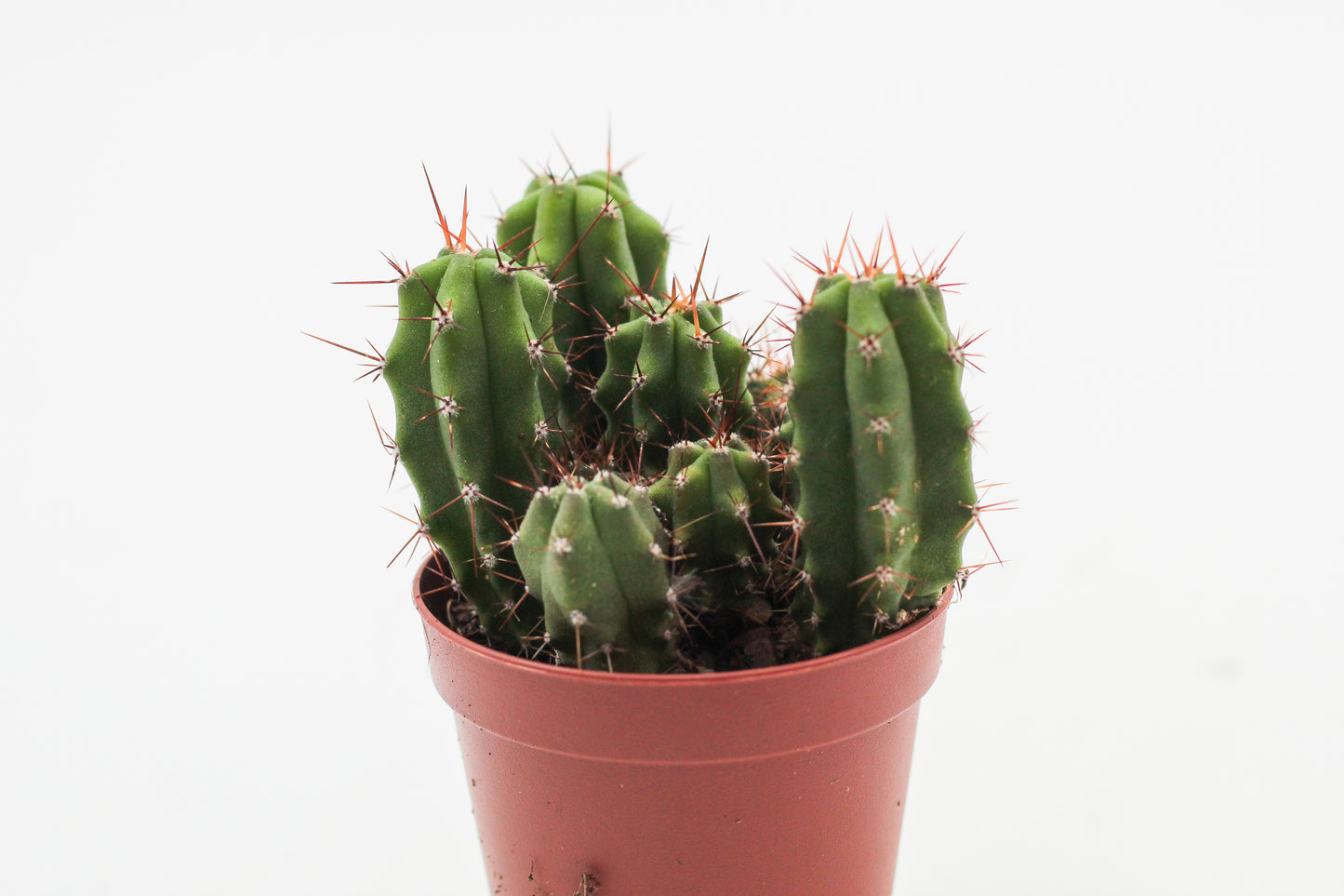 Trichocereus bridgesii
