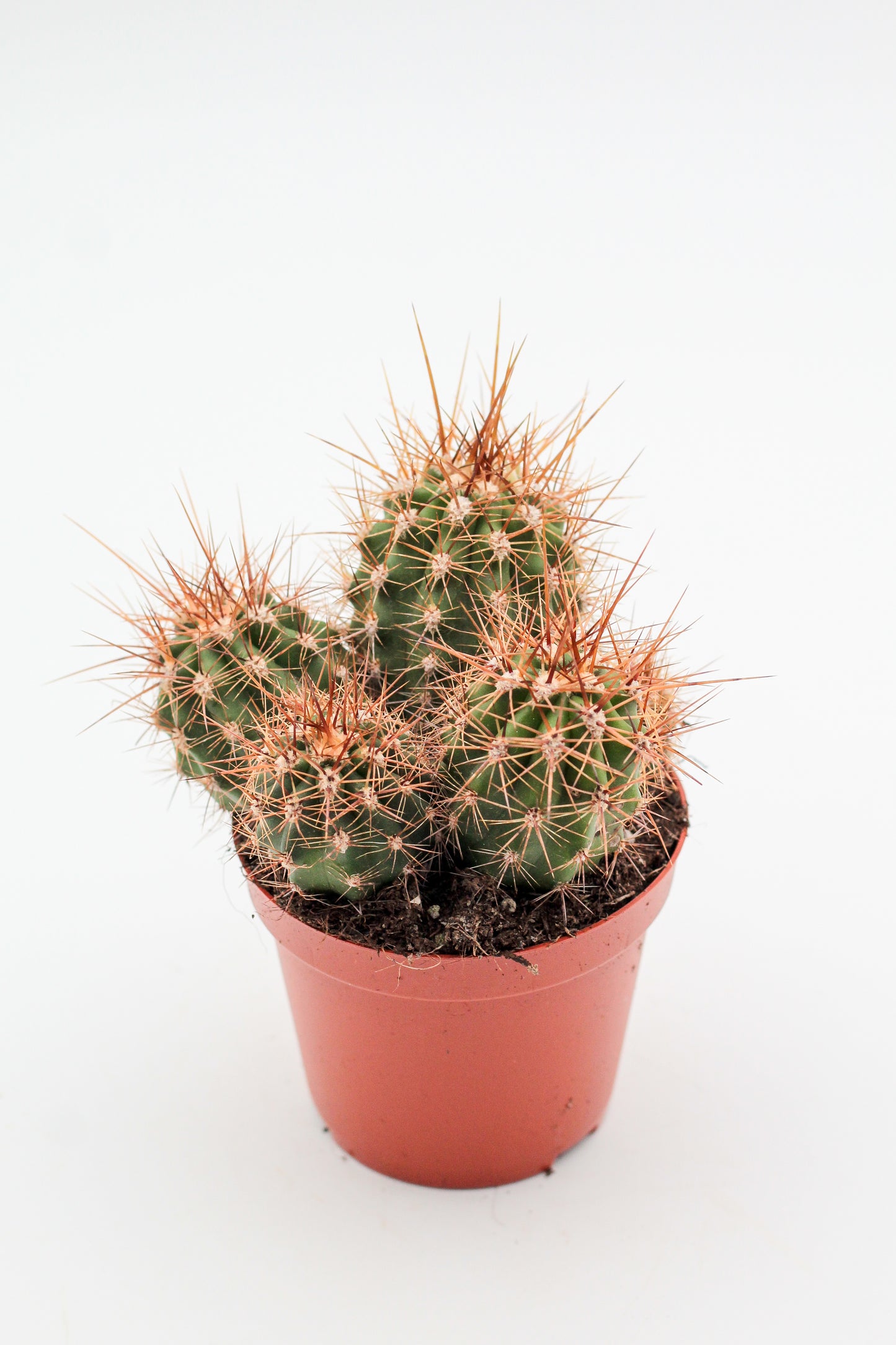 Trichocereus candicans / Echinopsis candicans
