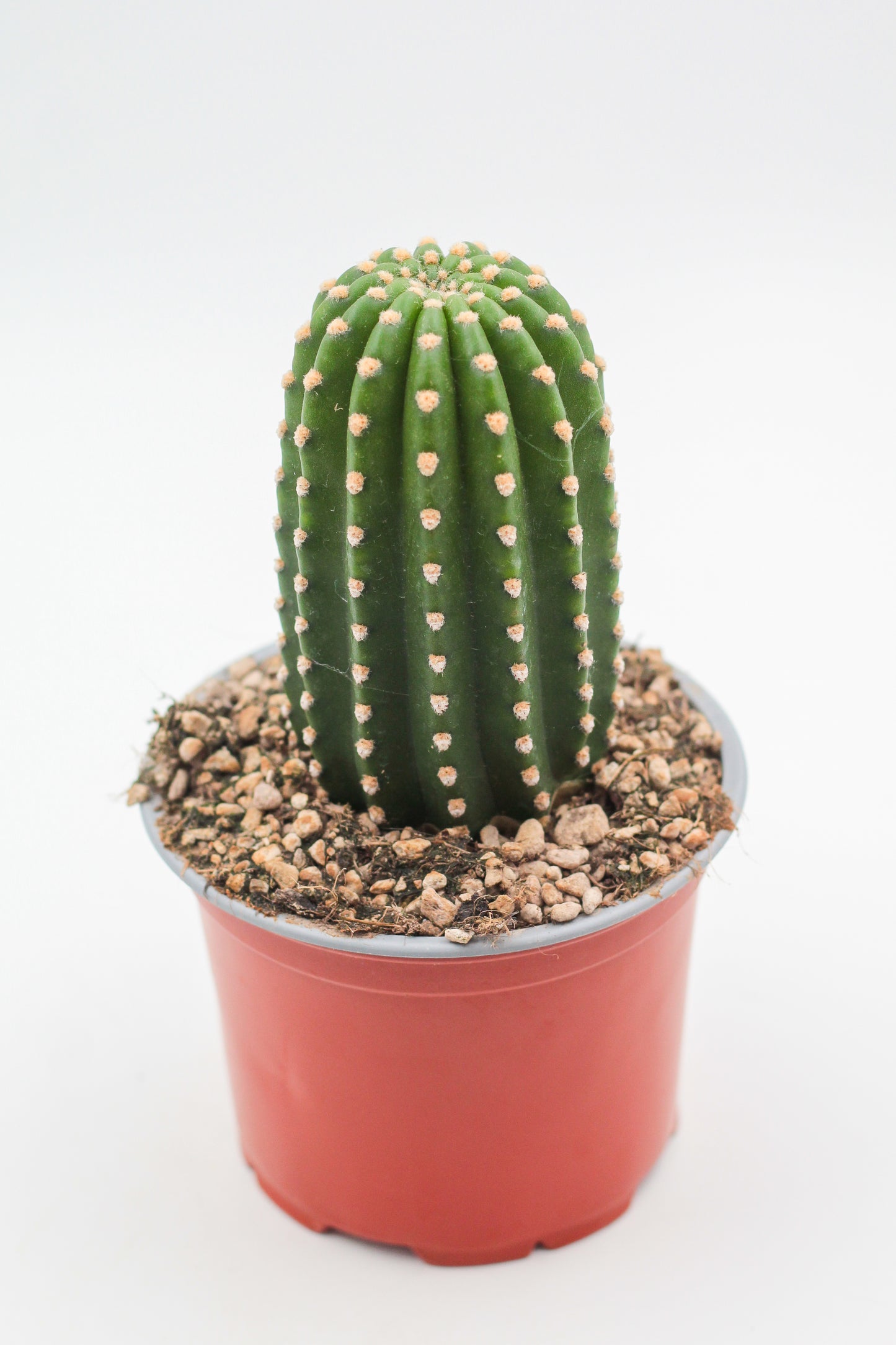 Trichocereus grandiflorus (Echinopsis huascha var. grandiflora)