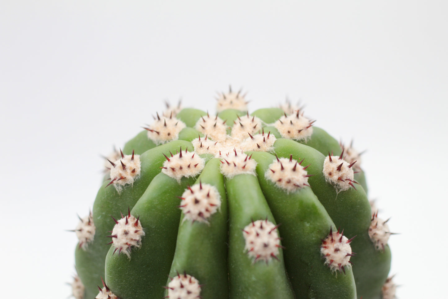 Trichocereus purpureopilosus x Trichocereus thelegonus