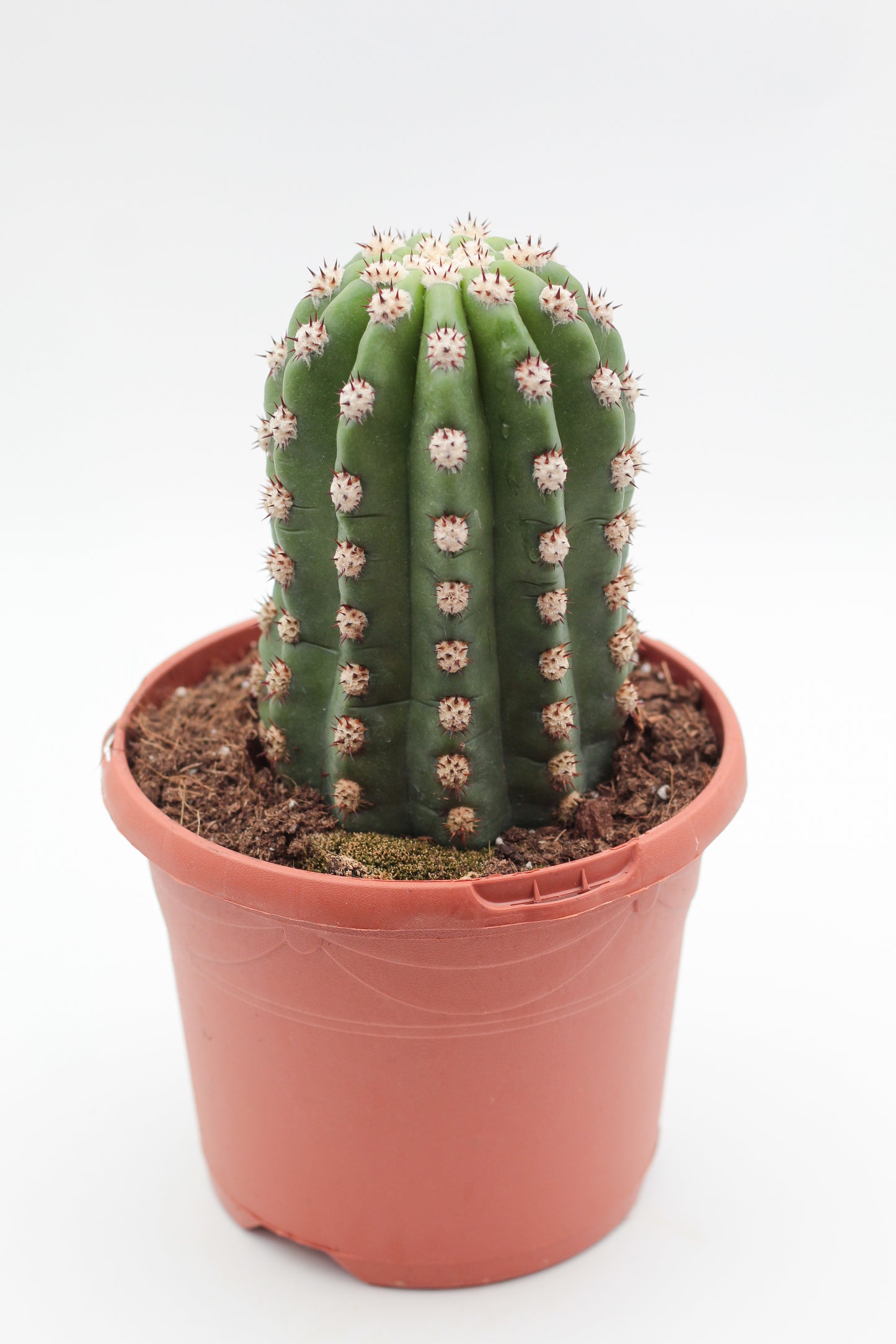 Trichocereus purpureopilosus x Trichocereus thelegonus