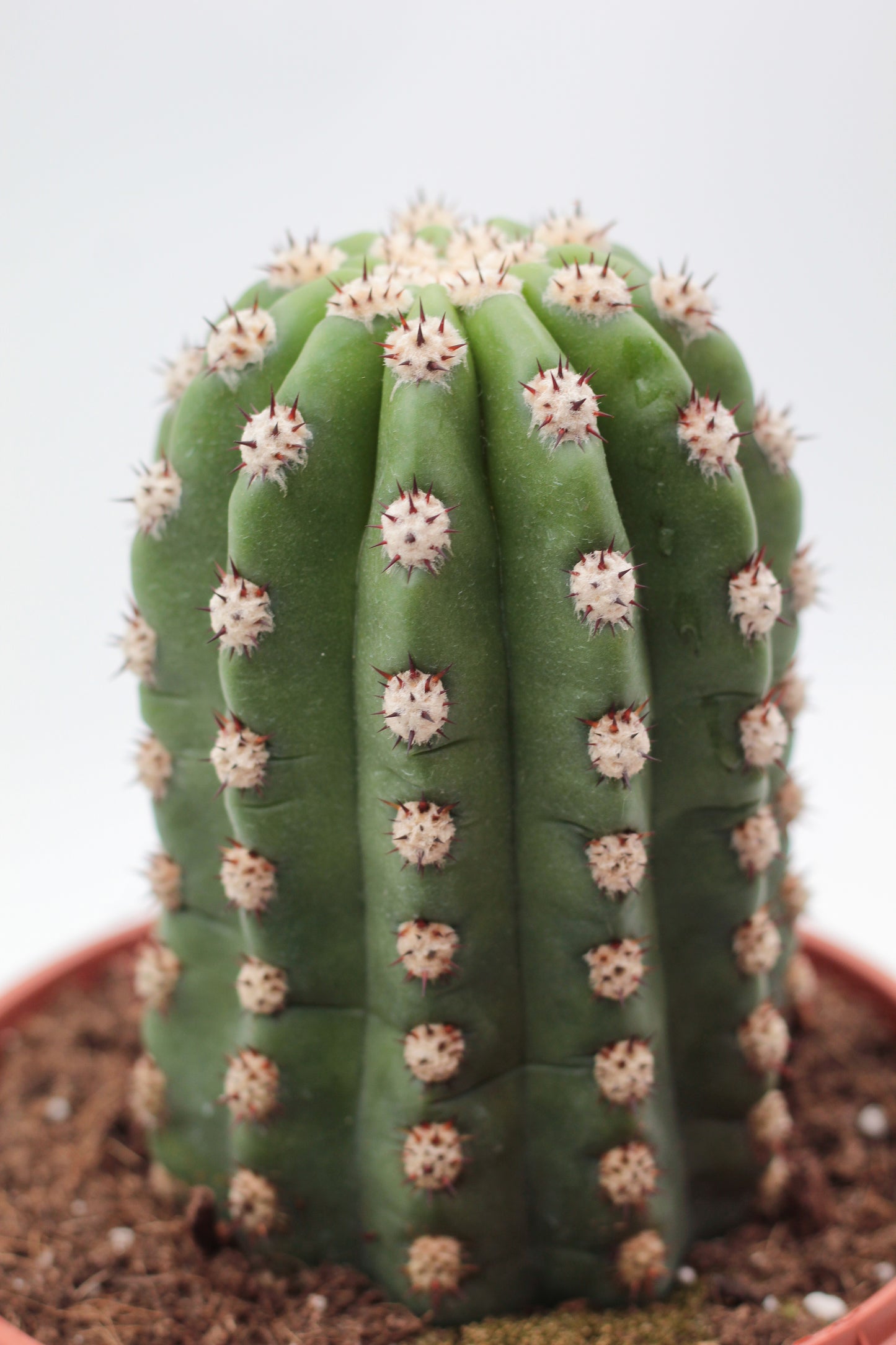 Trichocereus purpureopilosus x Trichocereus thelegonus