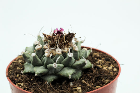 Turbinicarpus alonsoi