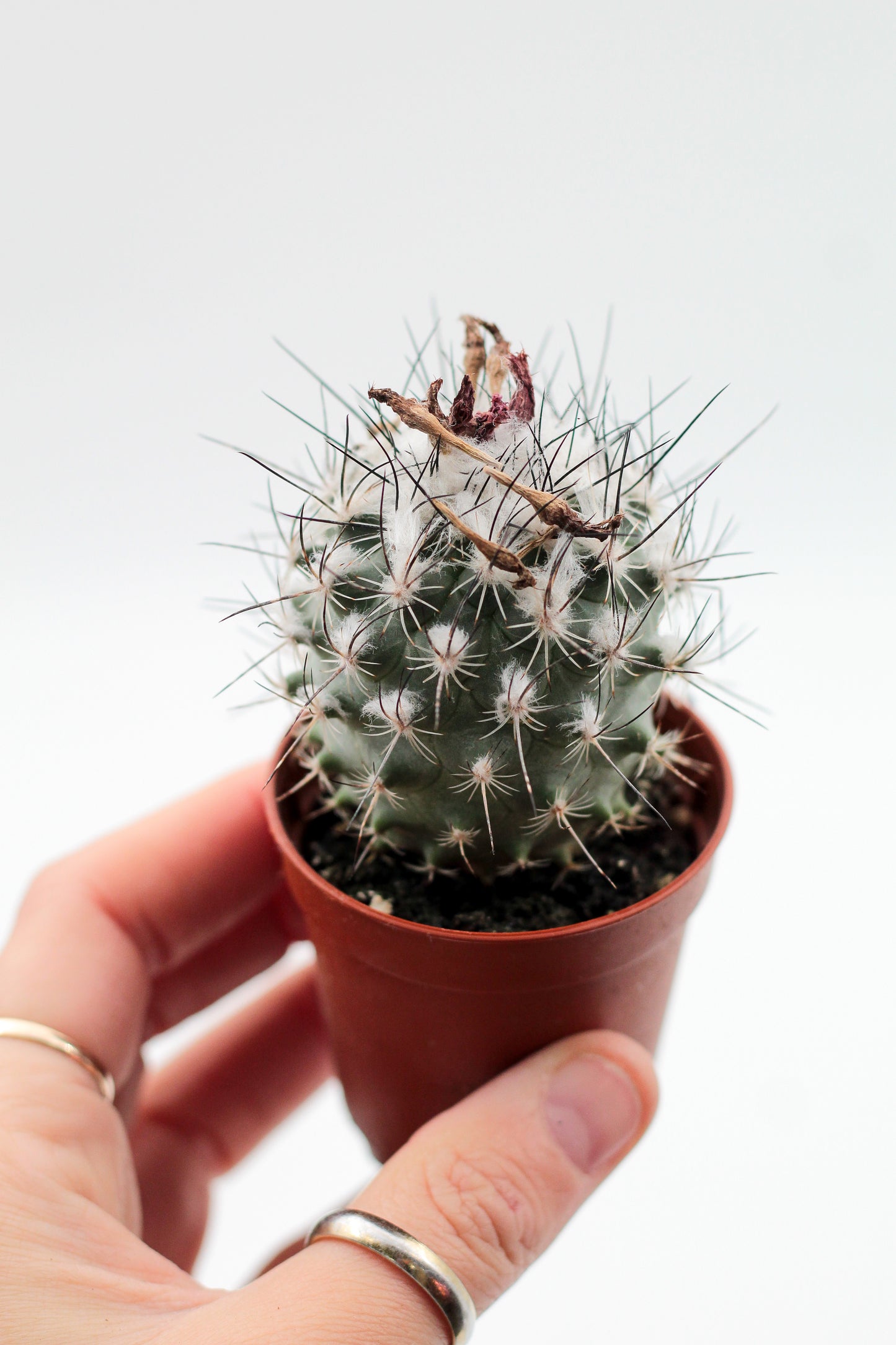 Turbinicarpus saueri ssp. nelissae