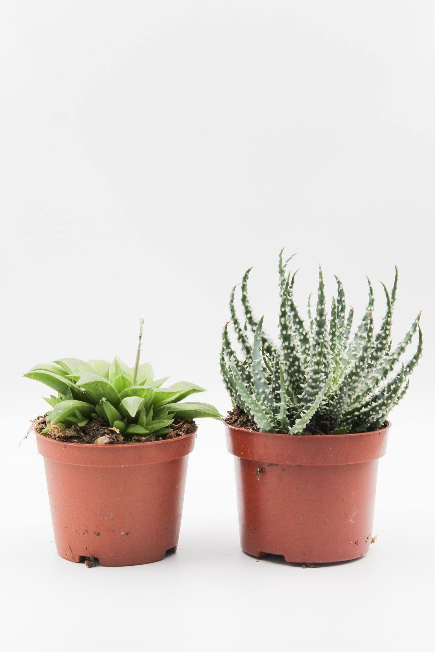 Succulent plant mix 2 pieces in 10.5 cm growing pot