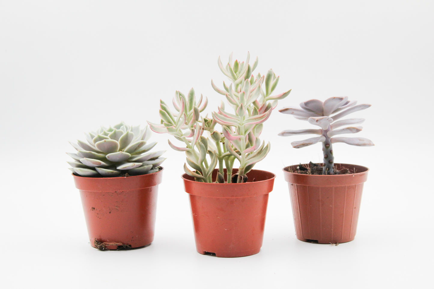 Succulent plant mix 3 pieces in 8.5 cm growing pot