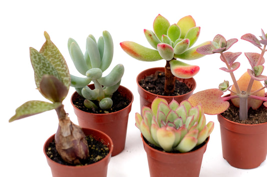 Voordeelset 5st (5,5 cm)Vetplant biologisch