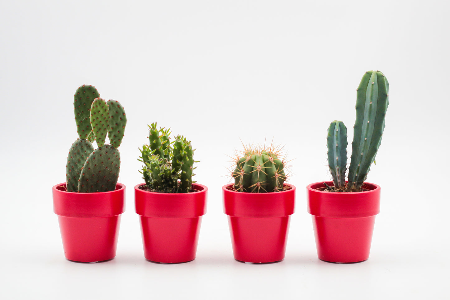 Voordeelset Rode Rakkers