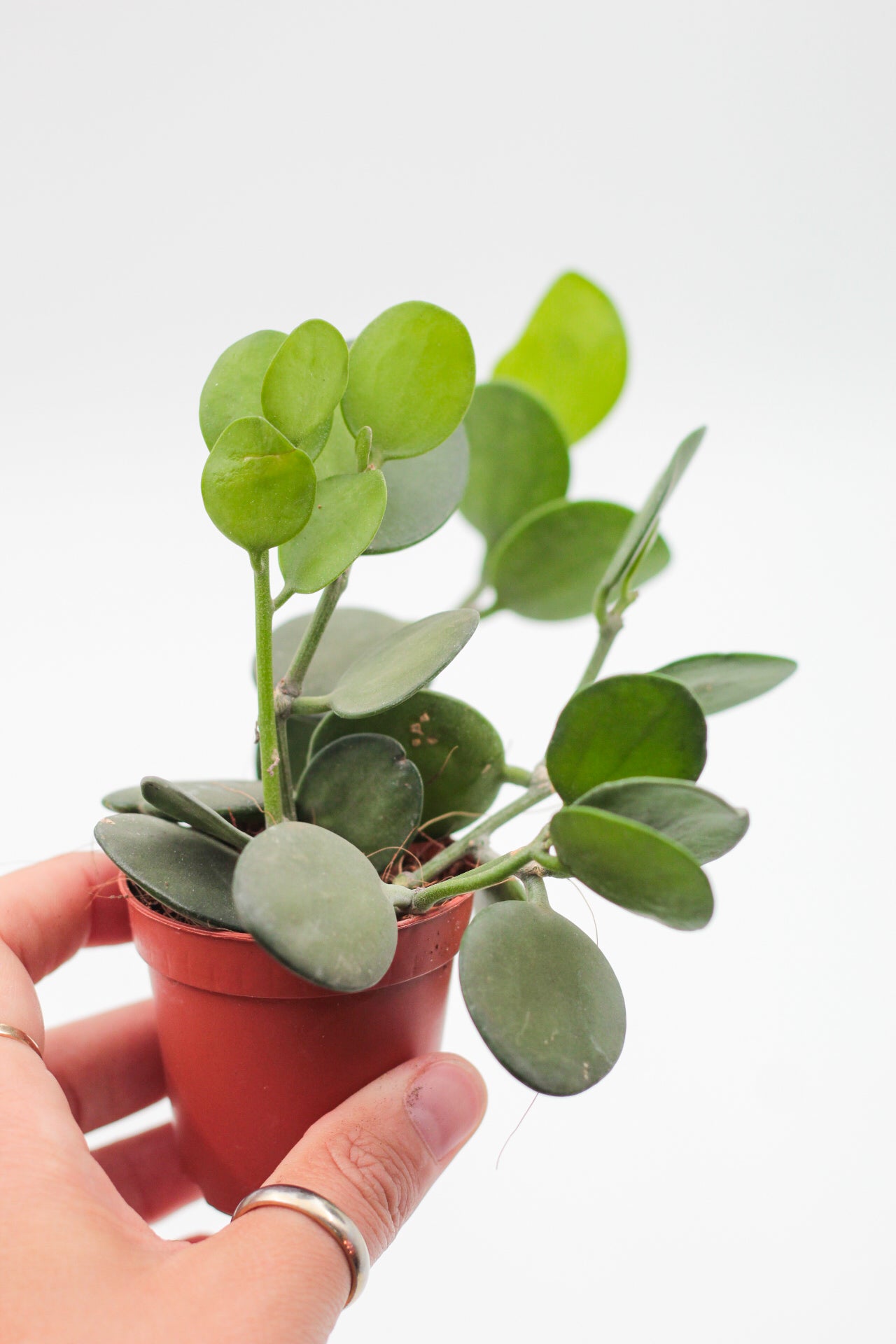 Xerosicyos danguyi "Silver dollar plant"