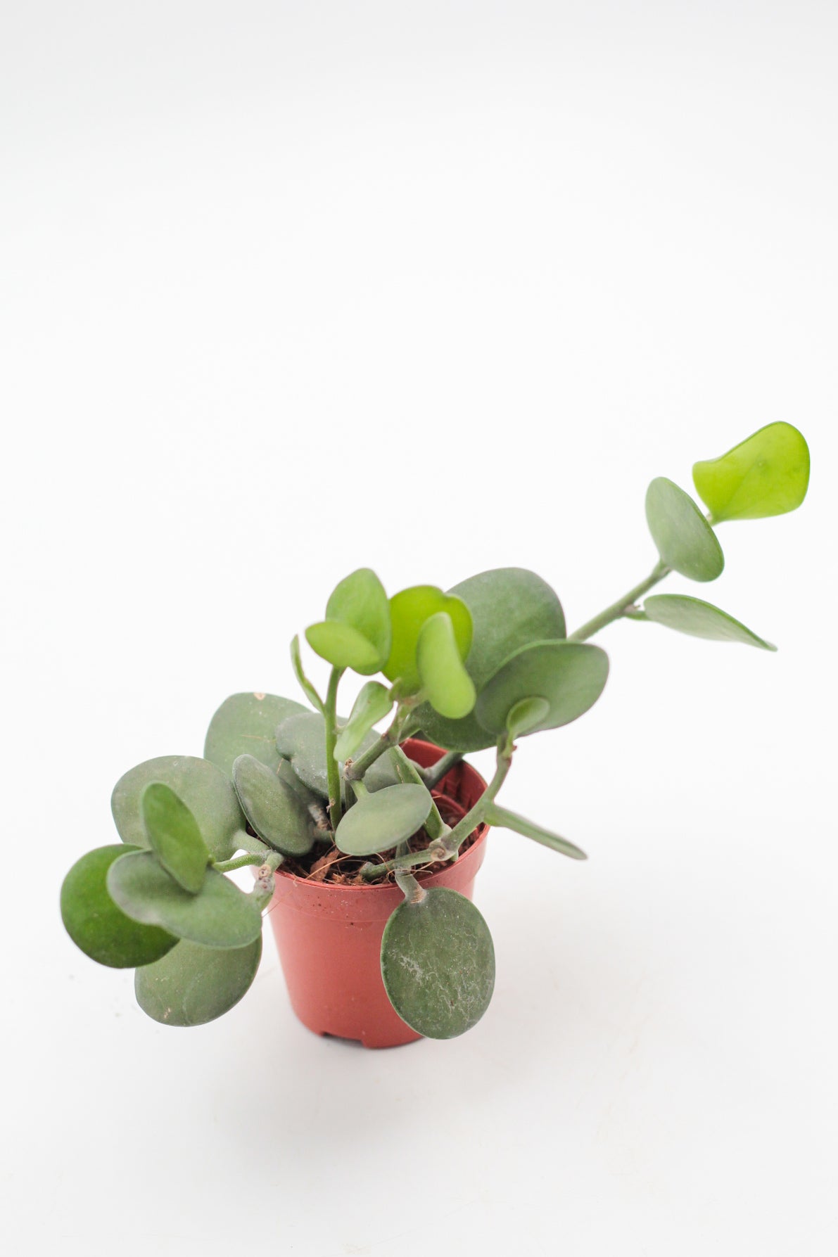Xerosicyos danguyi "Silver dollar plant"