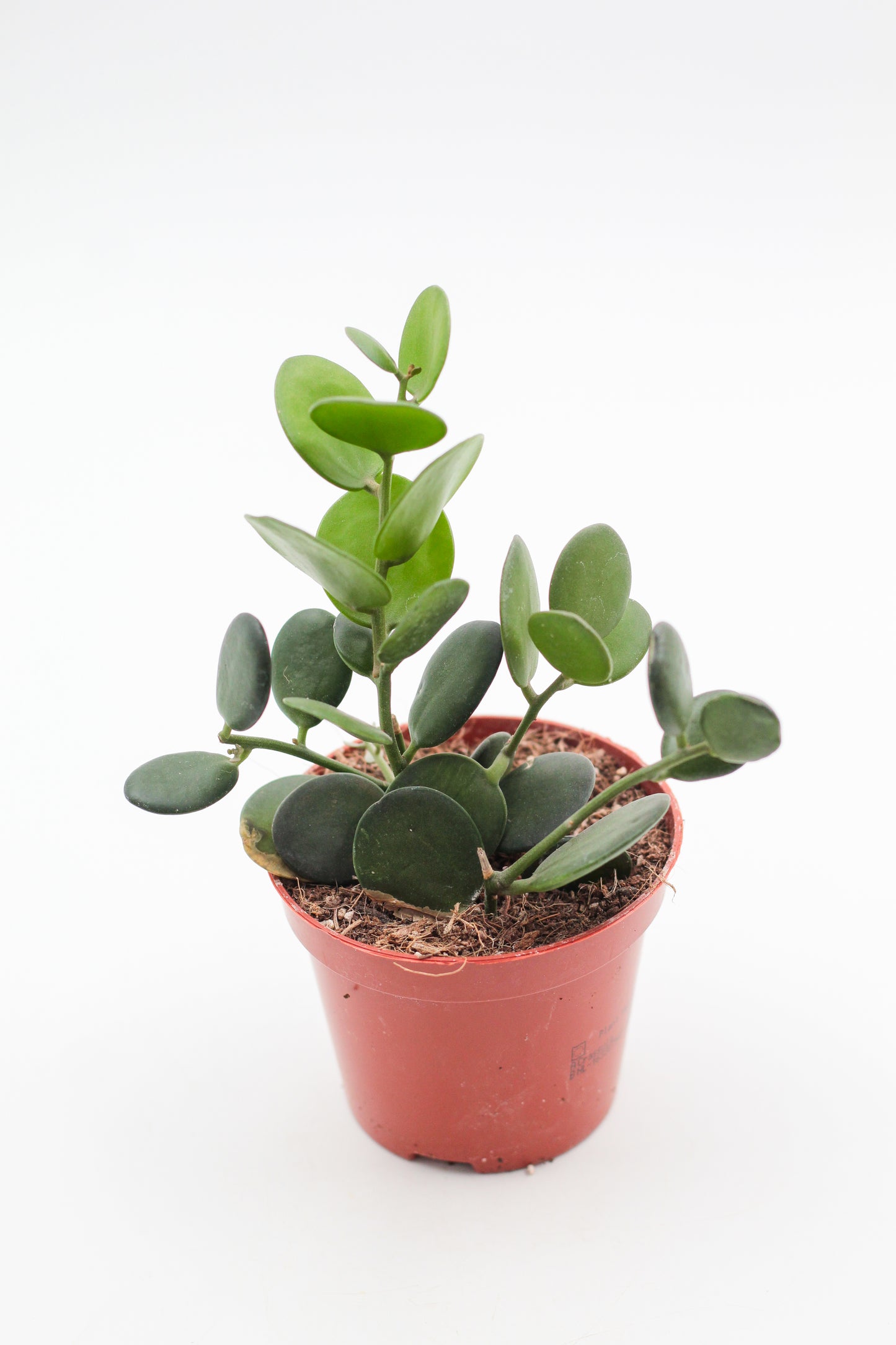 Xerosicyos danguyi "Silver dollar plant"