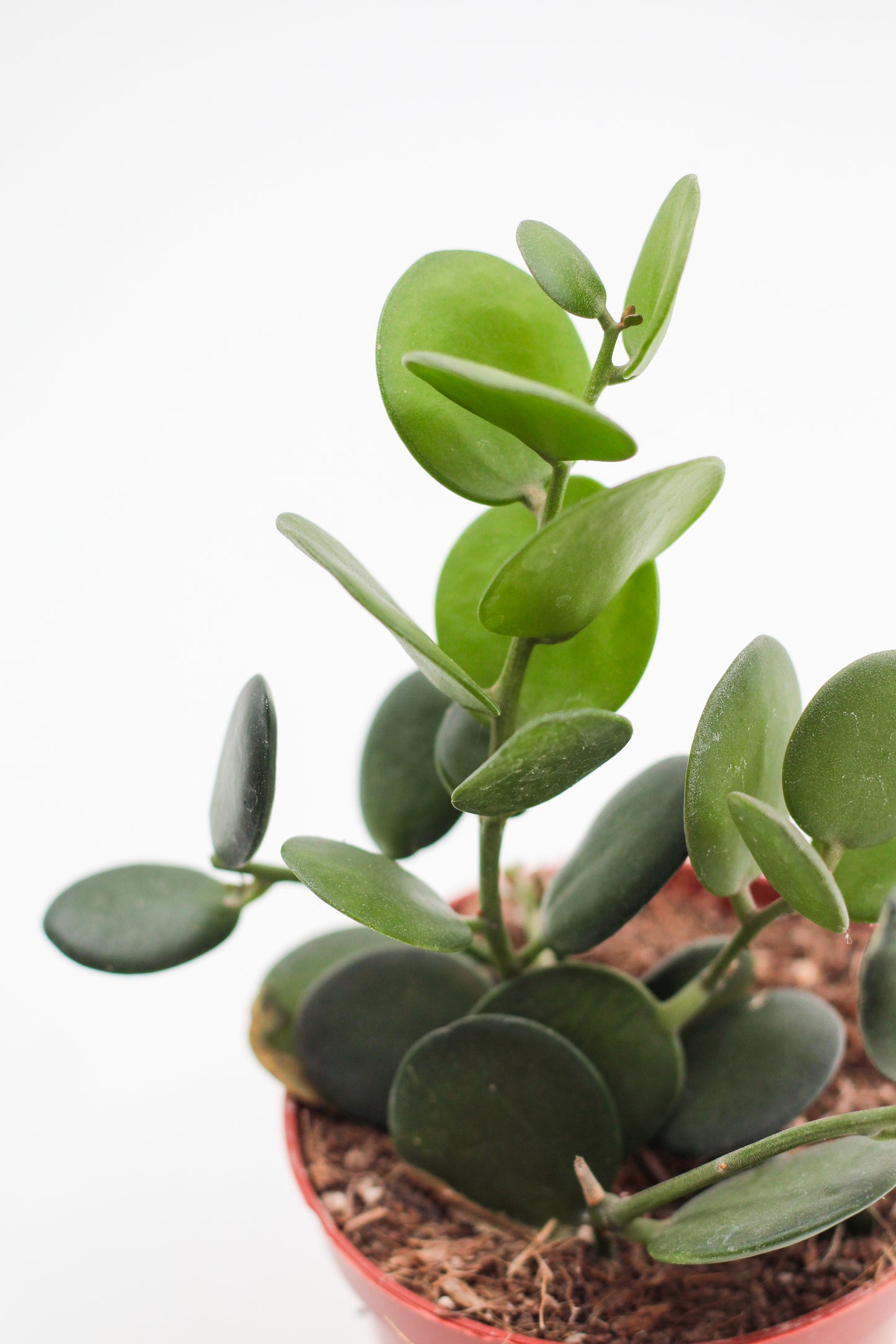 Xerosicyos danguyi "Silver dollar plant"