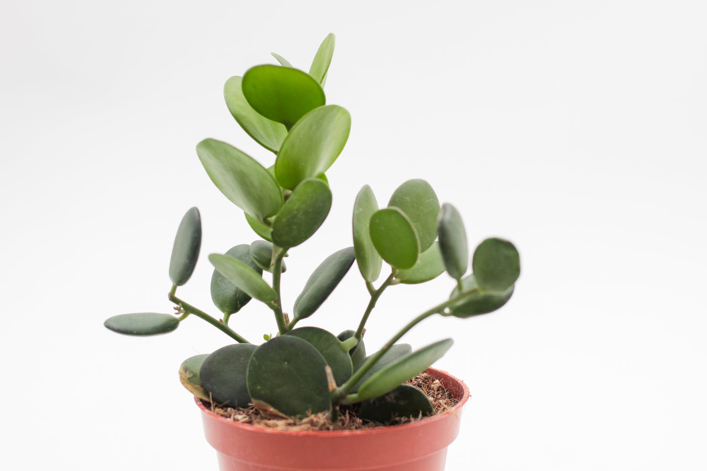Xerosicyos danguyi "Silver dollar plant"