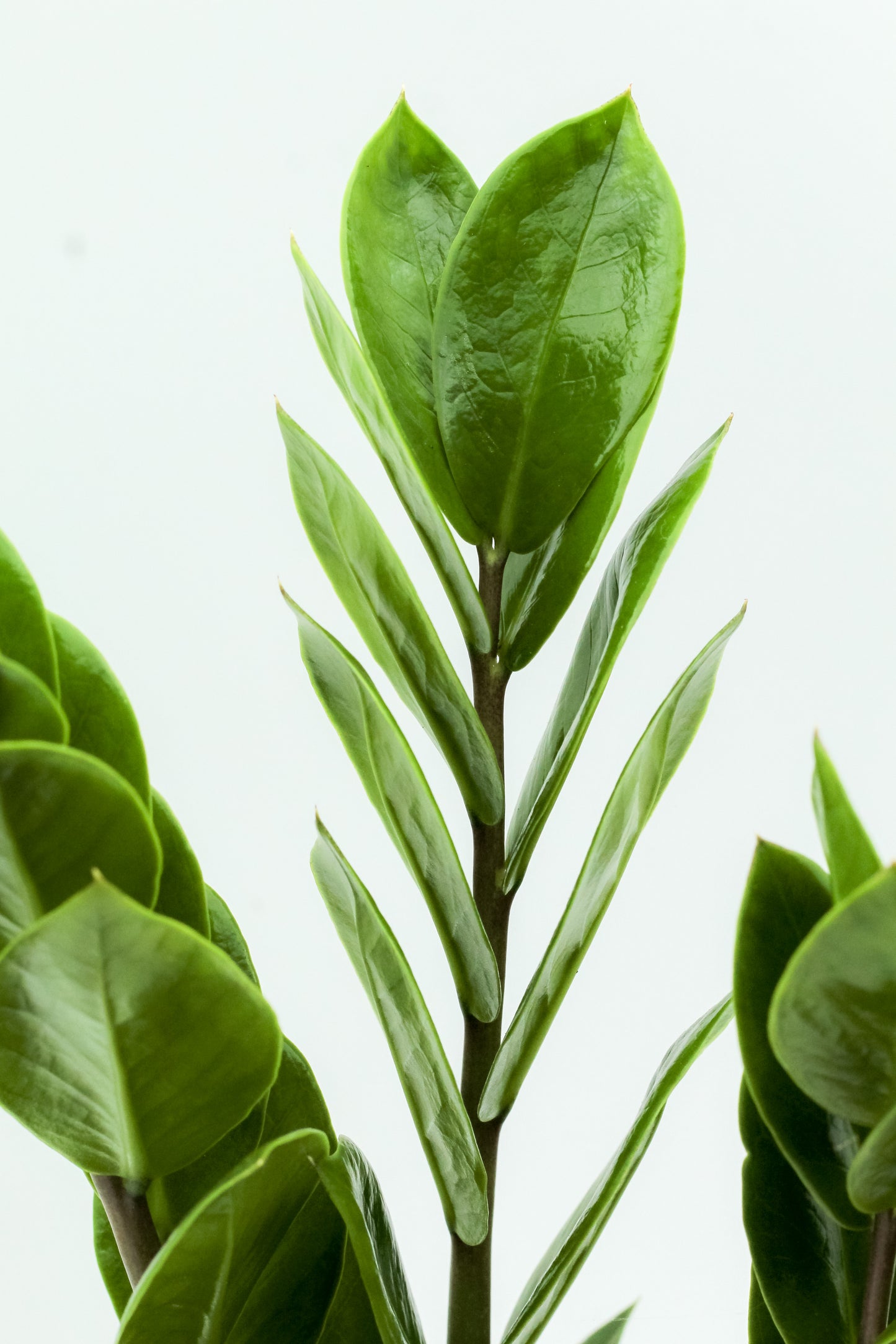 Zamioculcas zamiifolia